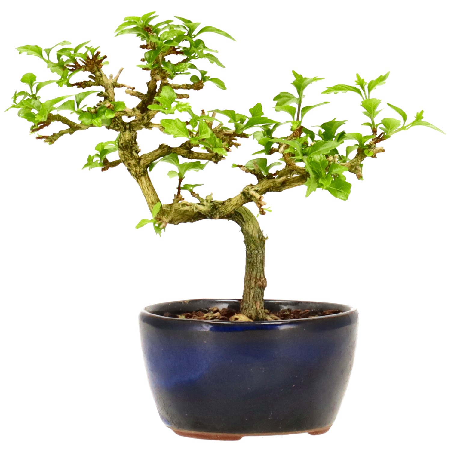 Premna japonica, env. 10 ans (13 cm)