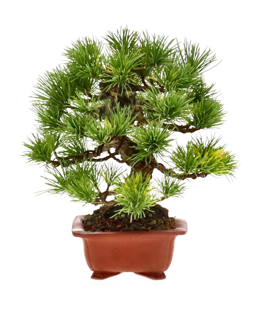 bonsai.fallbackImageTitle bonsai.fallbackImageTitle