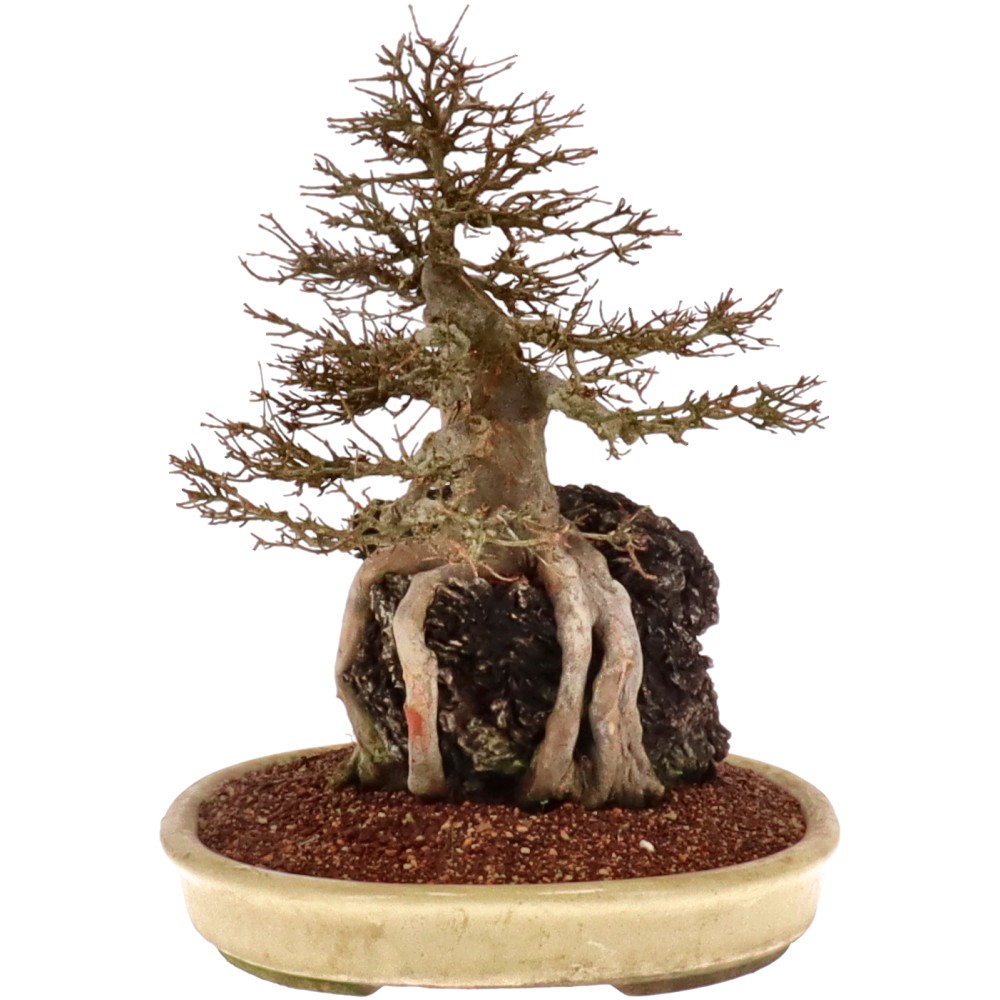 bonsai.fallbackImageTitle bonsai.fallbackImageTitle