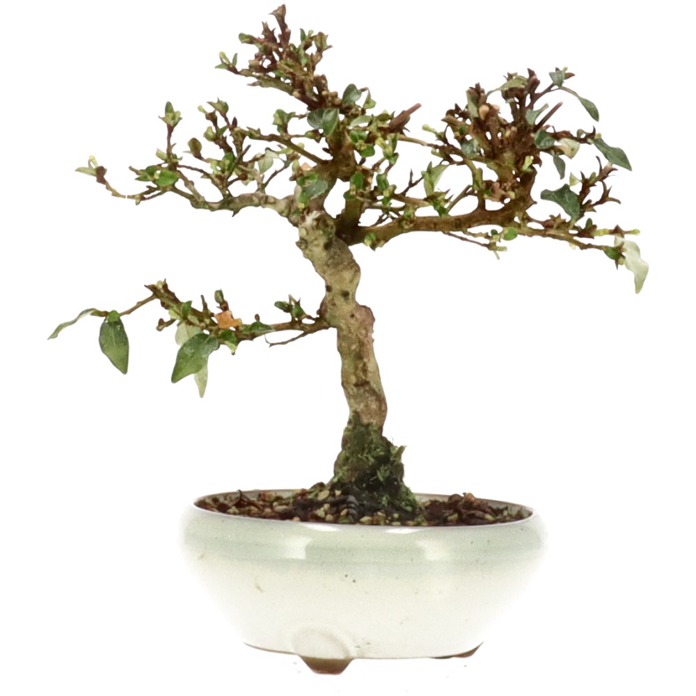 bonsai.fallbackImageTitle bonsai.fallbackImageTitle