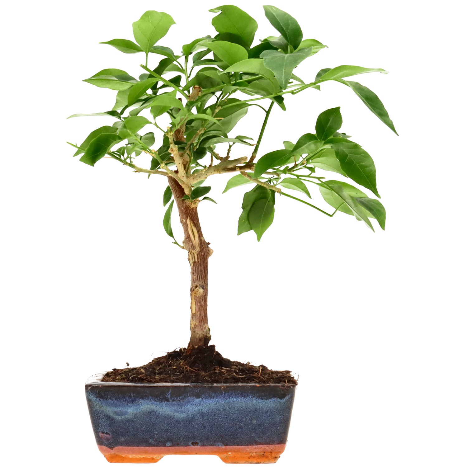 Bougainvillea (Drillingsblume), ca. 7 J. (26 cm)