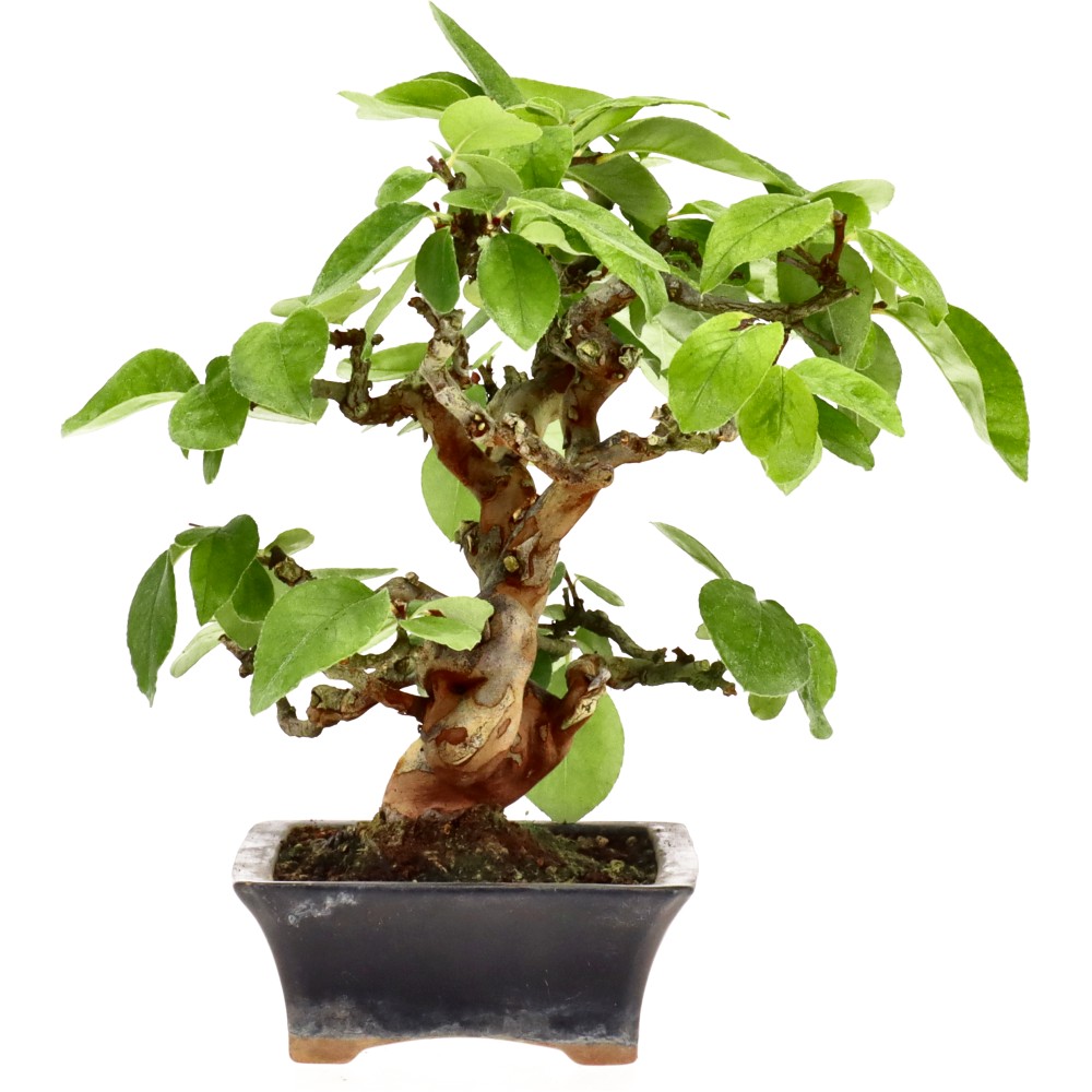 bonsai.fallbackImageTitle bonsai.fallbackImageTitle