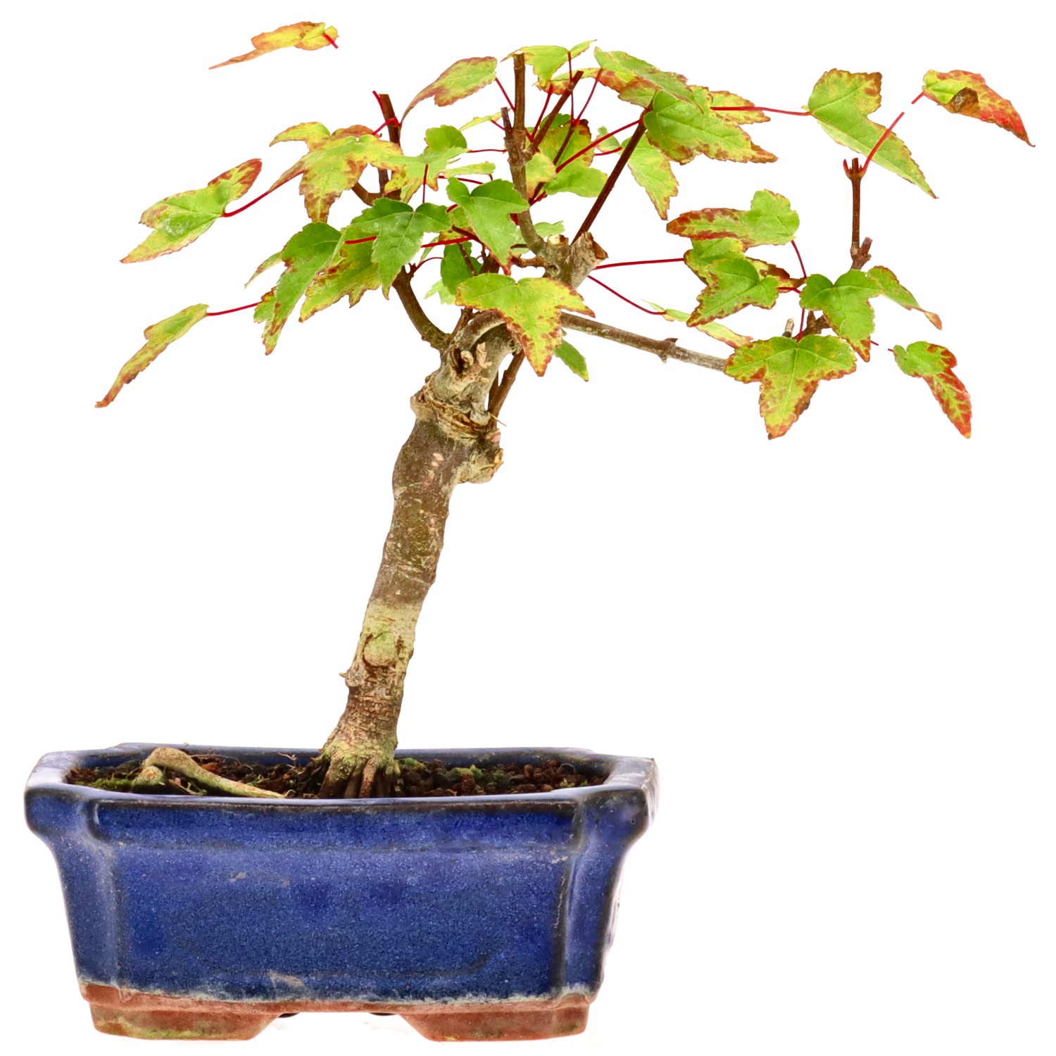 Trident Maple, approx. 6 y. (17 cm)