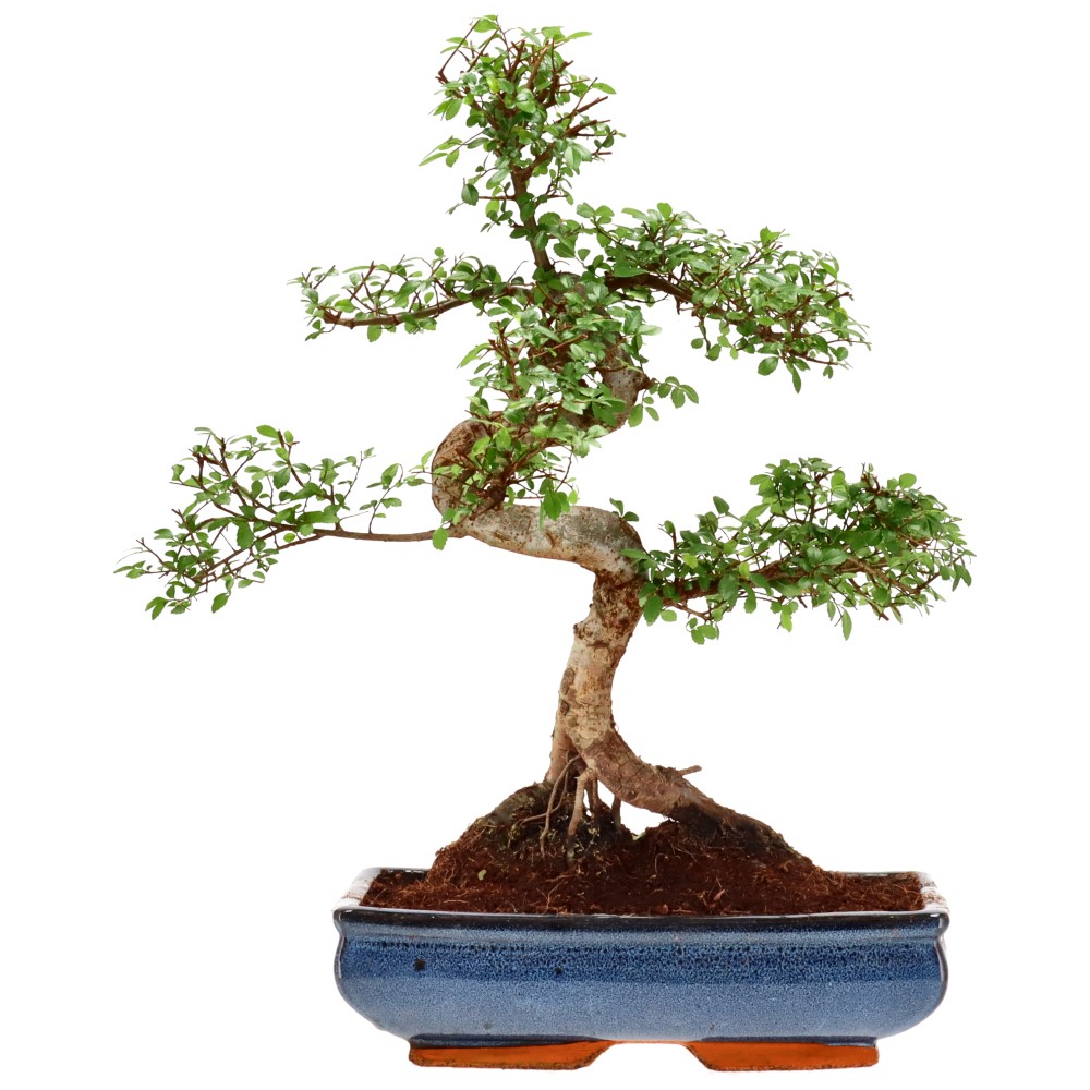 Olmo cinese, ca. 18 anni (50 cm)