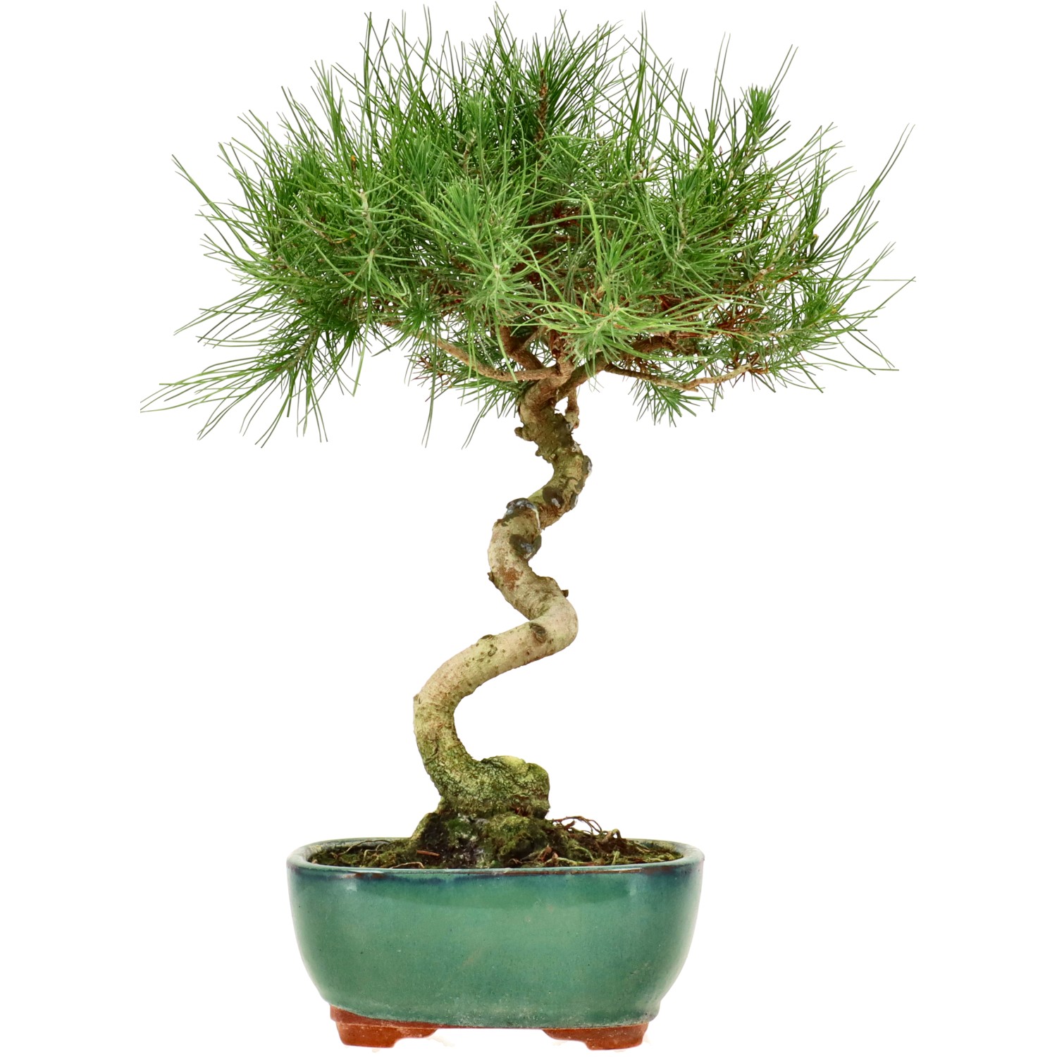 Aleppo-Kiefer, ca. 8 J. (31 cm)