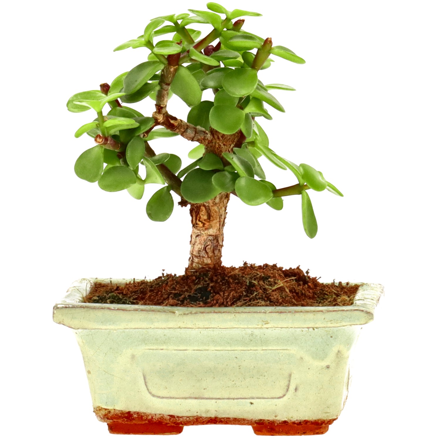 Jadebaum, ca. 5 J. (12 cm)