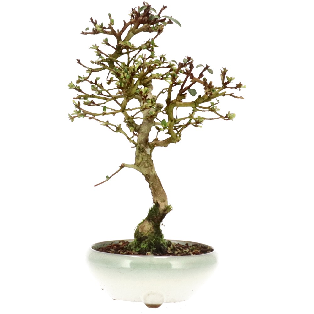 bonsai.fallbackImageTitle bonsai.fallbackImageTitle