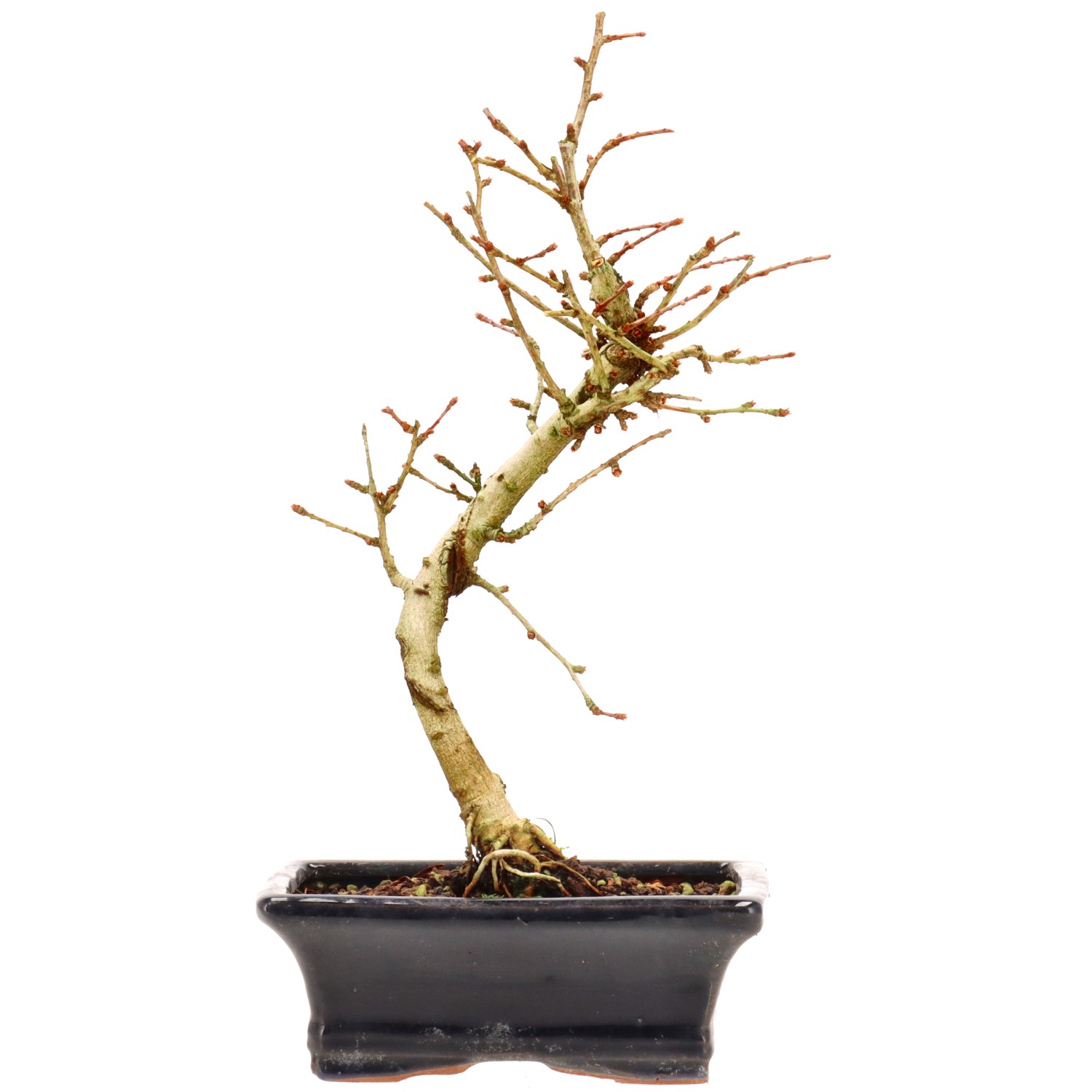 Goldlärche, ca. 7 J. (27 cm)