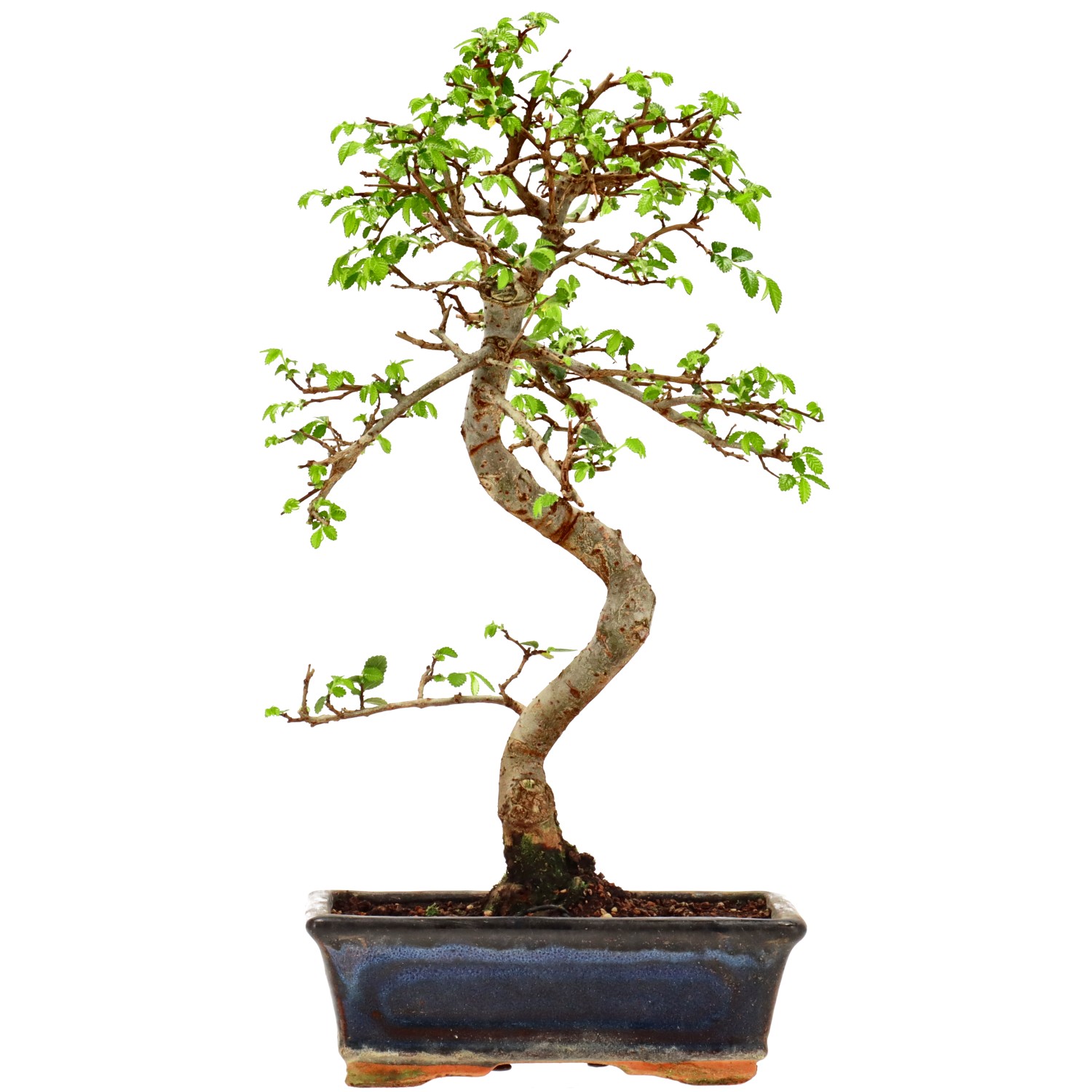 Chin. Ulme, ca. 9 J. (33 cm)