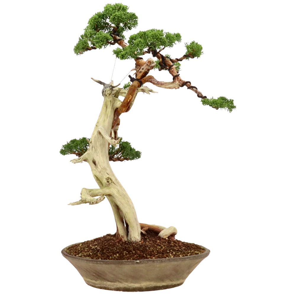 bonsai.fallbackImageTitle