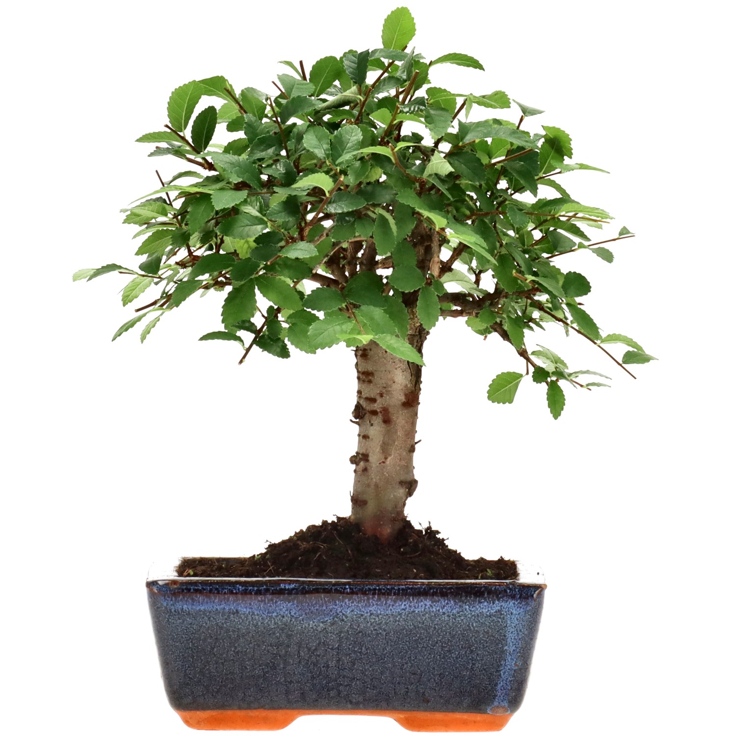 Orme de Chine, env. 7 ans (20 cm)