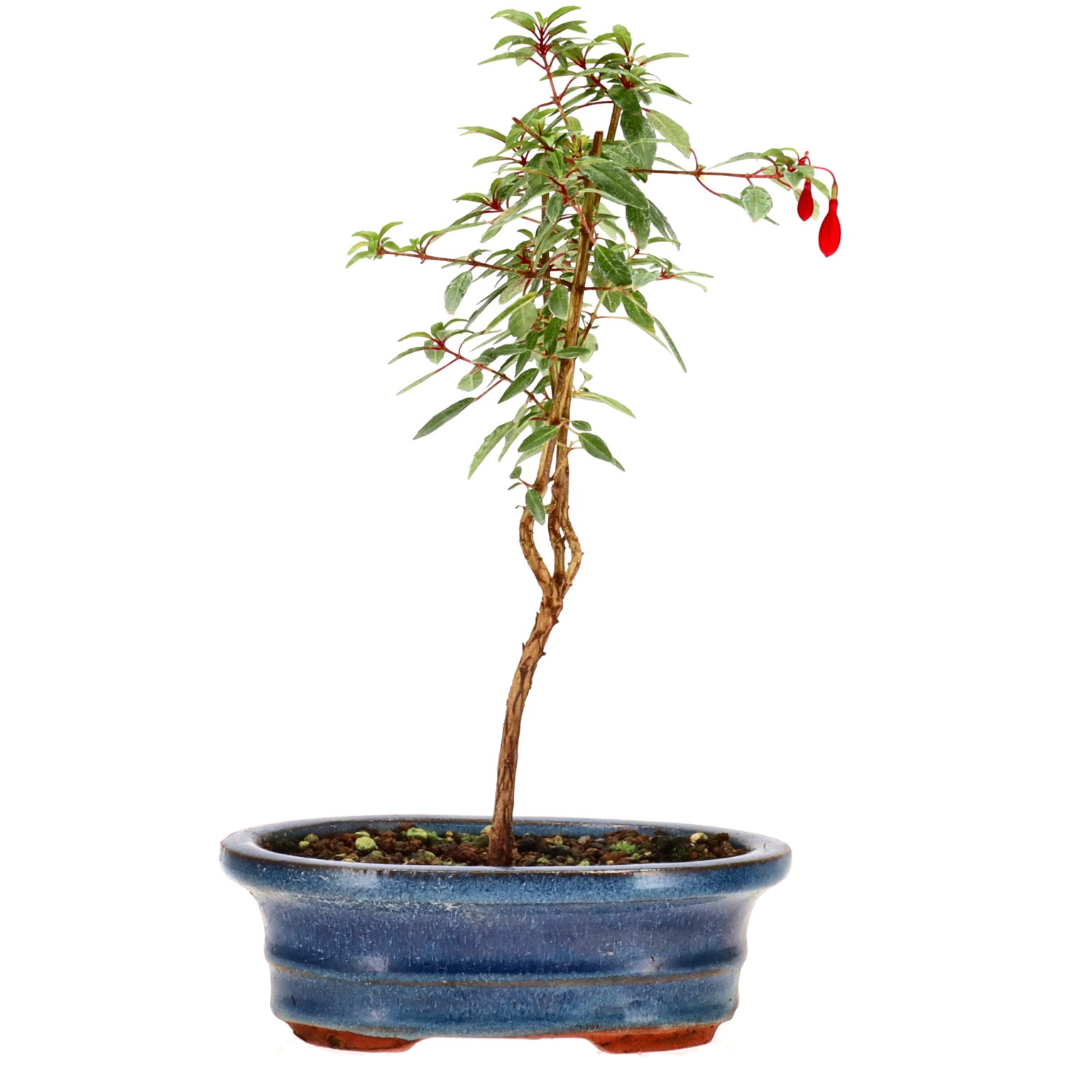 Fuchsia, approx. 2 y. (21 cm)