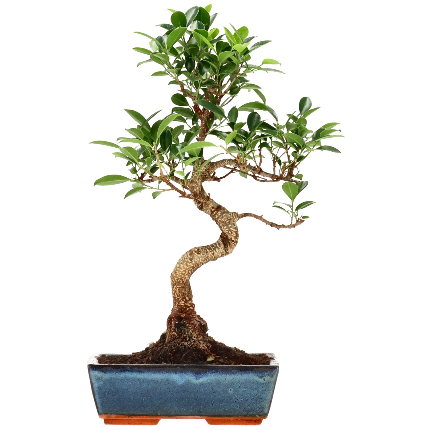 Vijgenboom, ca. 14 j. (43 cm)