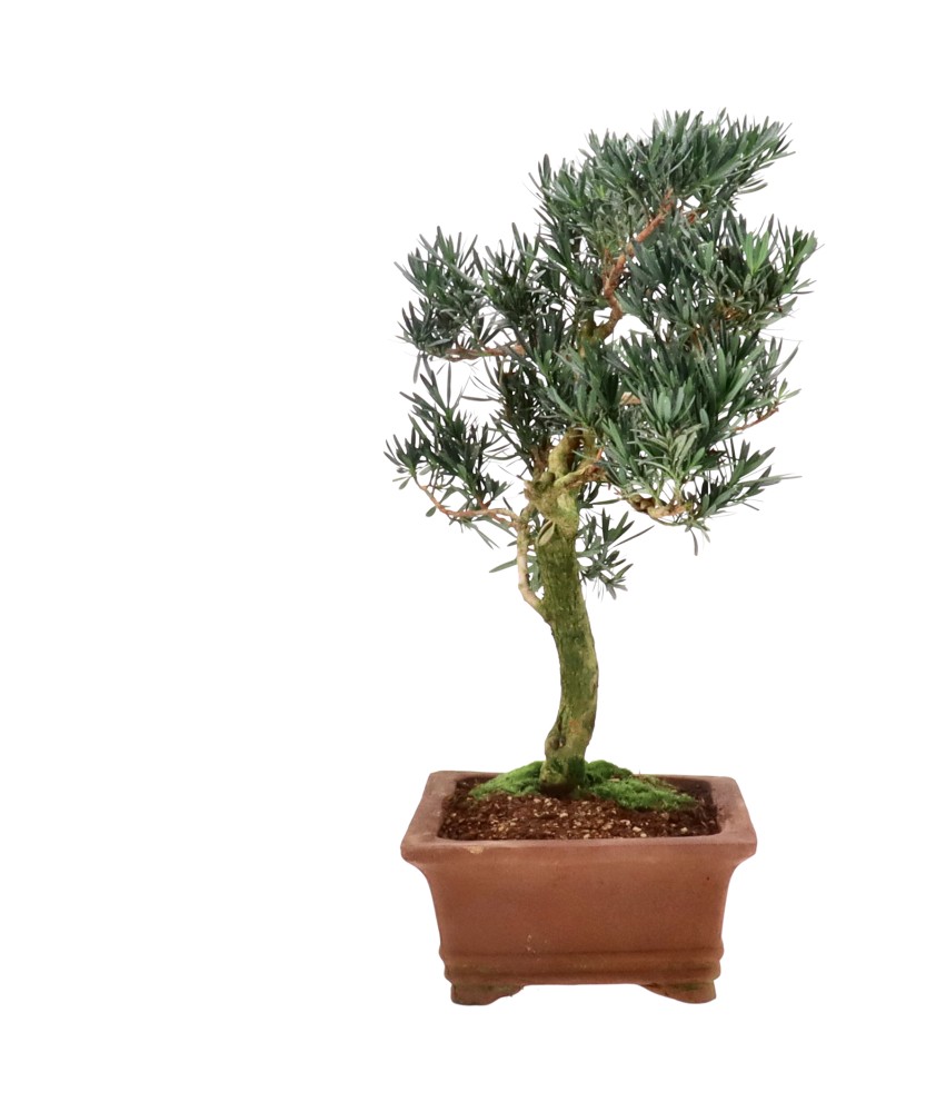 bonsai.fallbackImageTitle bonsai.fallbackImageTitle