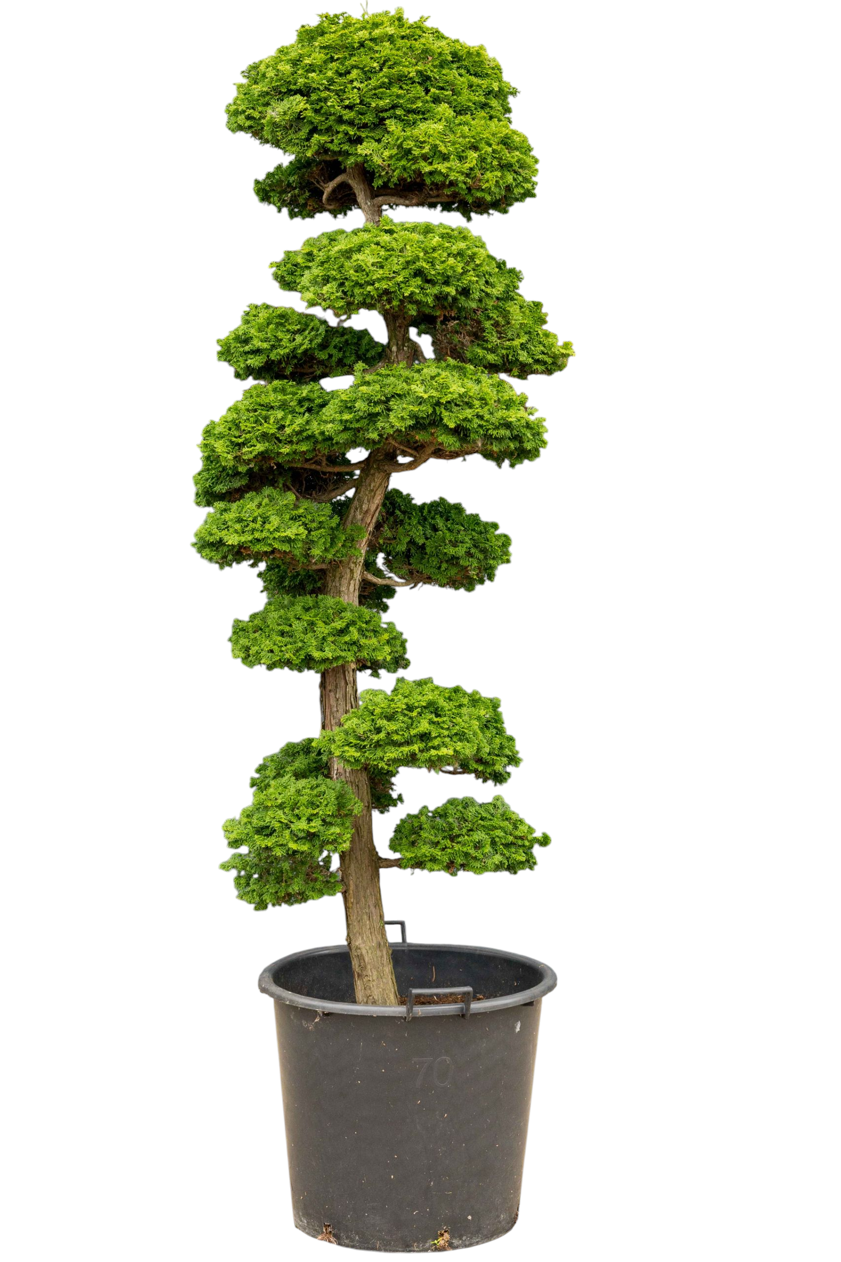 bonsai.fallbackImageTitle