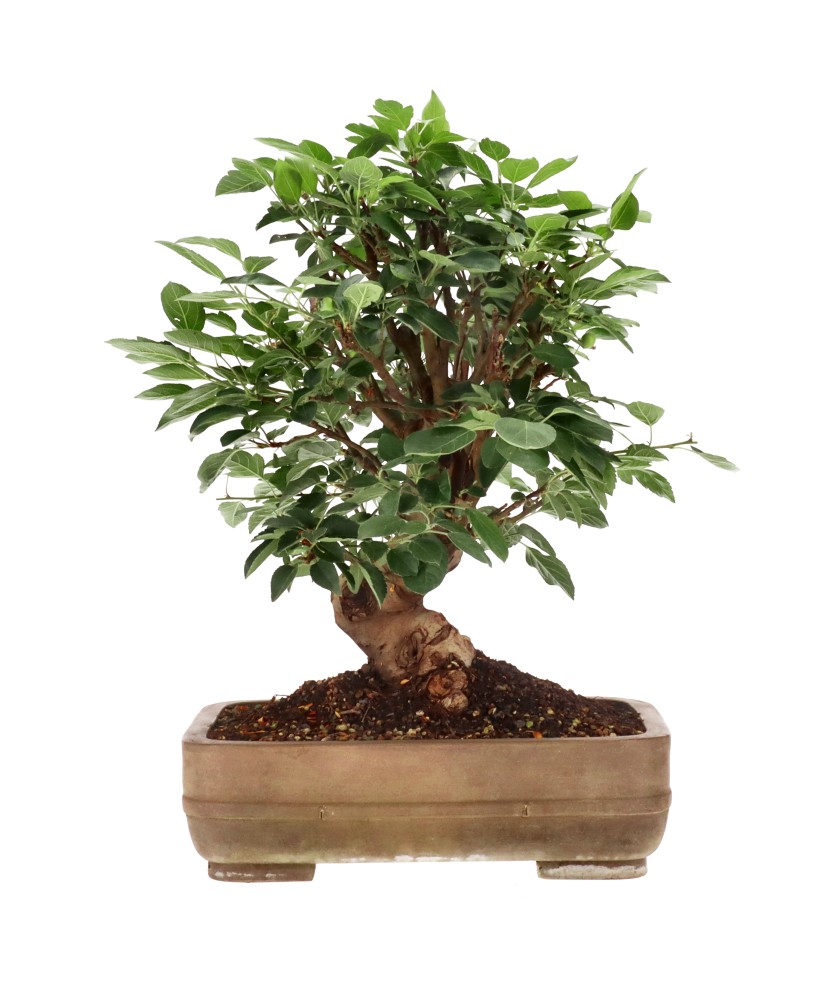 Malus micromalus, ca. 25 anni (49 cm)