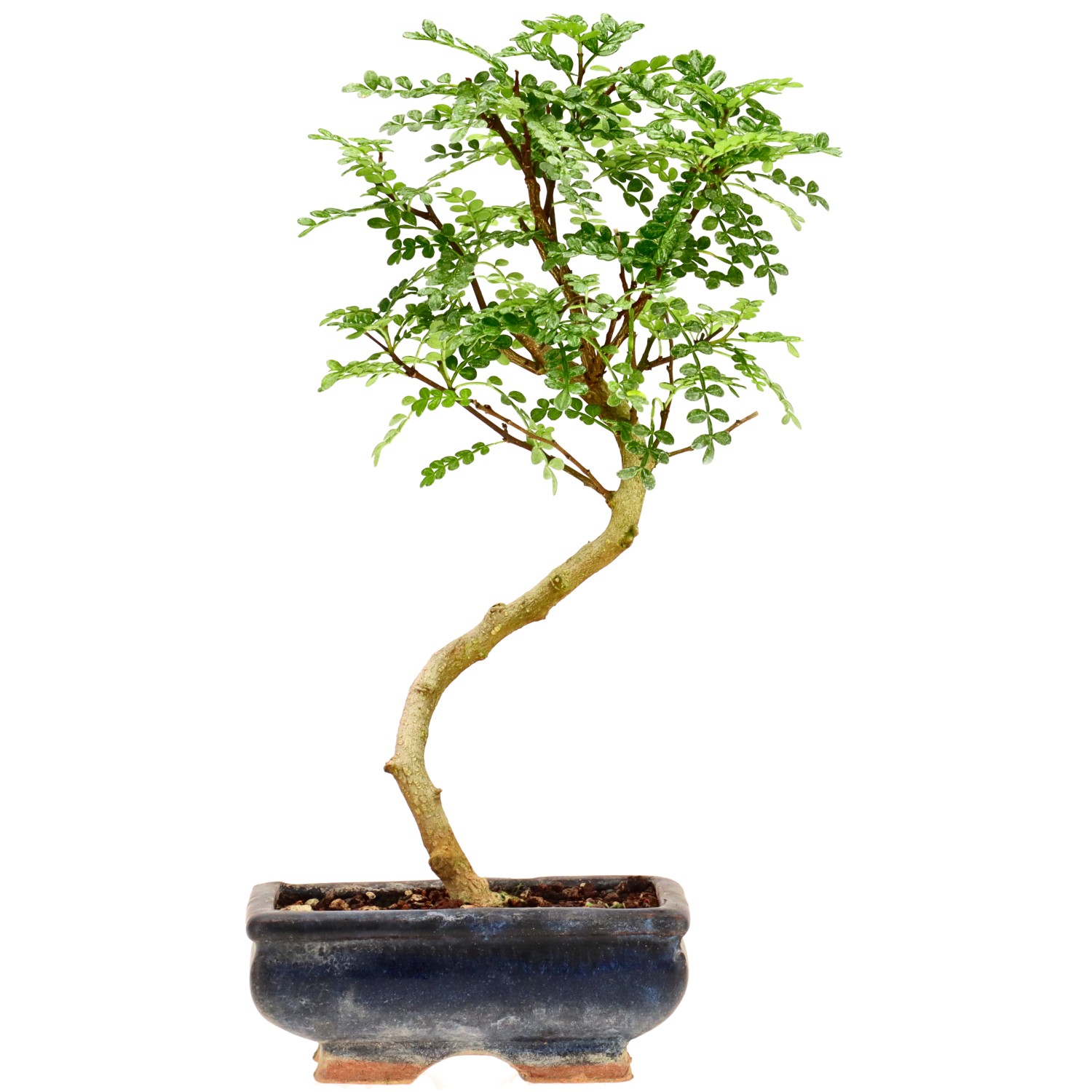 Pimienta de Sichuán, aprox. 7 años (28 cm)