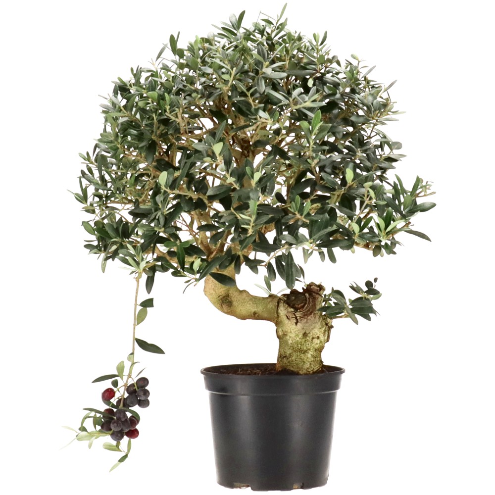 Olive, ca. 15 J. (47 cm)