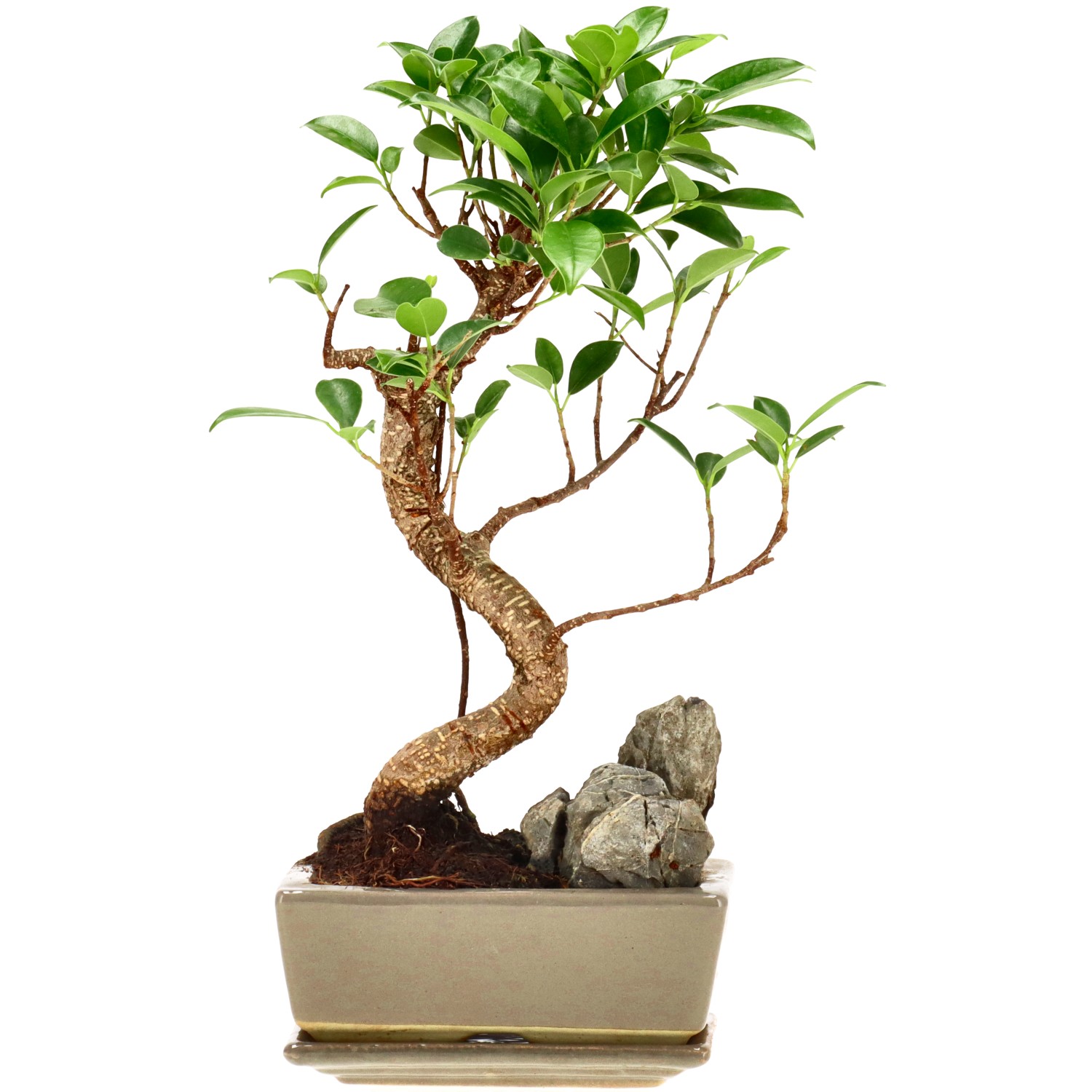 Chin. Feigenbaum (Retusa), mU., ca. 7 J. (27 cm)