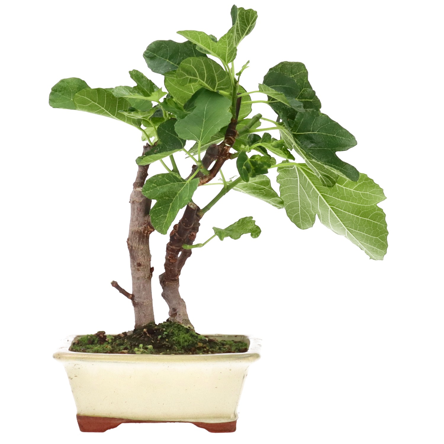 Ficus carica, ca. 7 anni (27 cm)