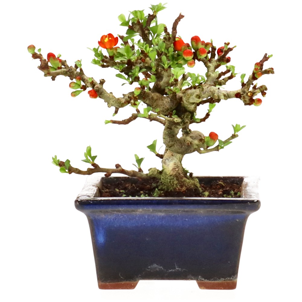 bonsai.fallbackImageTitle bonsai.fallbackImageTitle