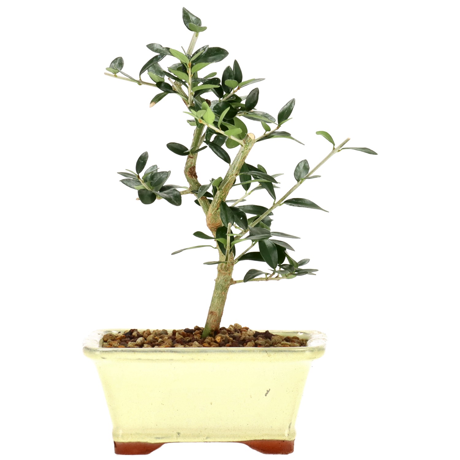 Wildolive, ca. 5 J. (21 cm)