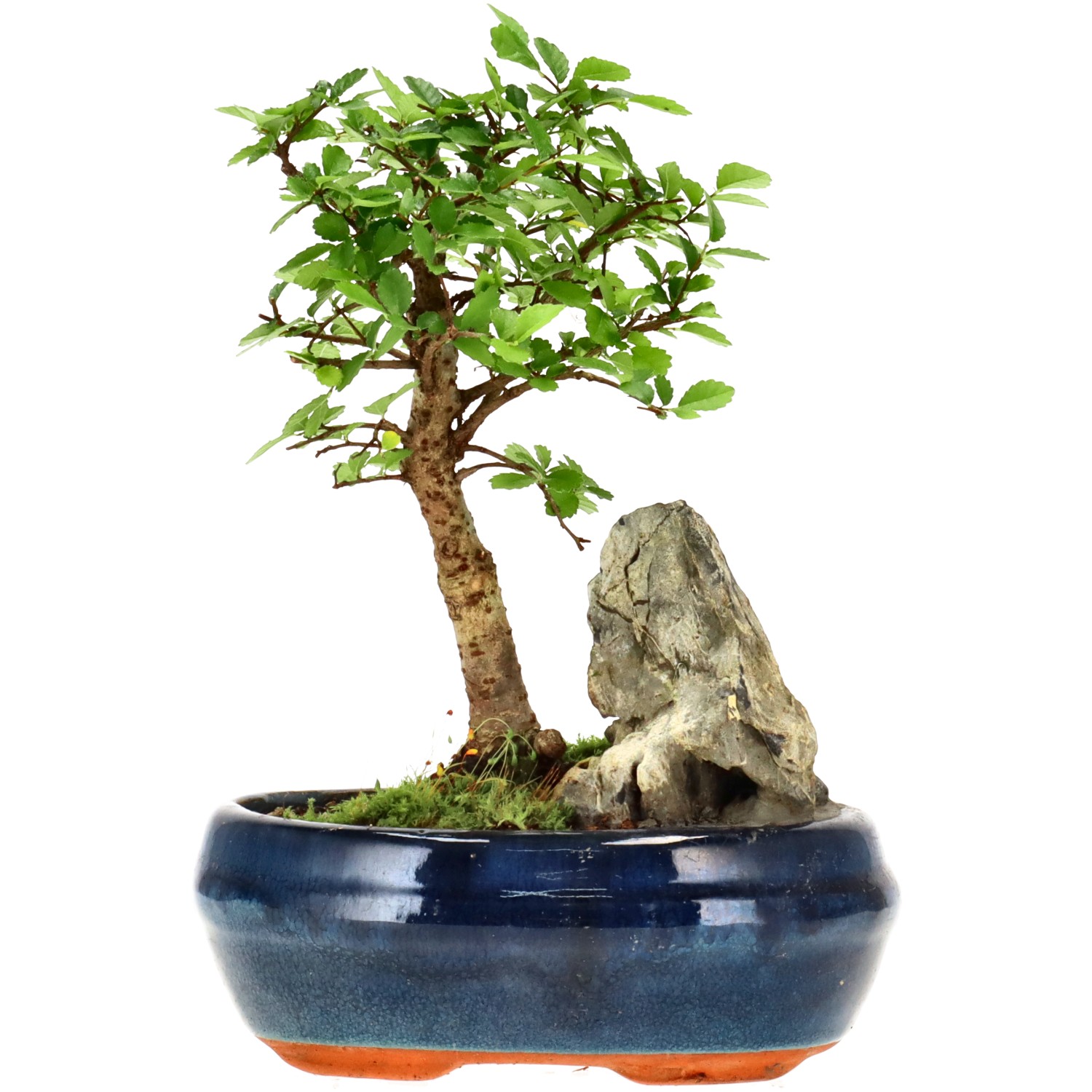 Chin. Ulme, ca. 6 J. (17 cm)