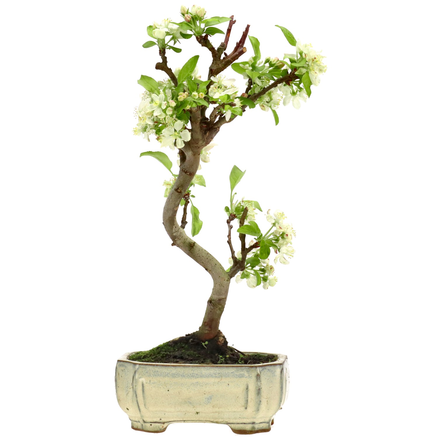 Pommier d’ornement, env. 8 ans (32 cm)