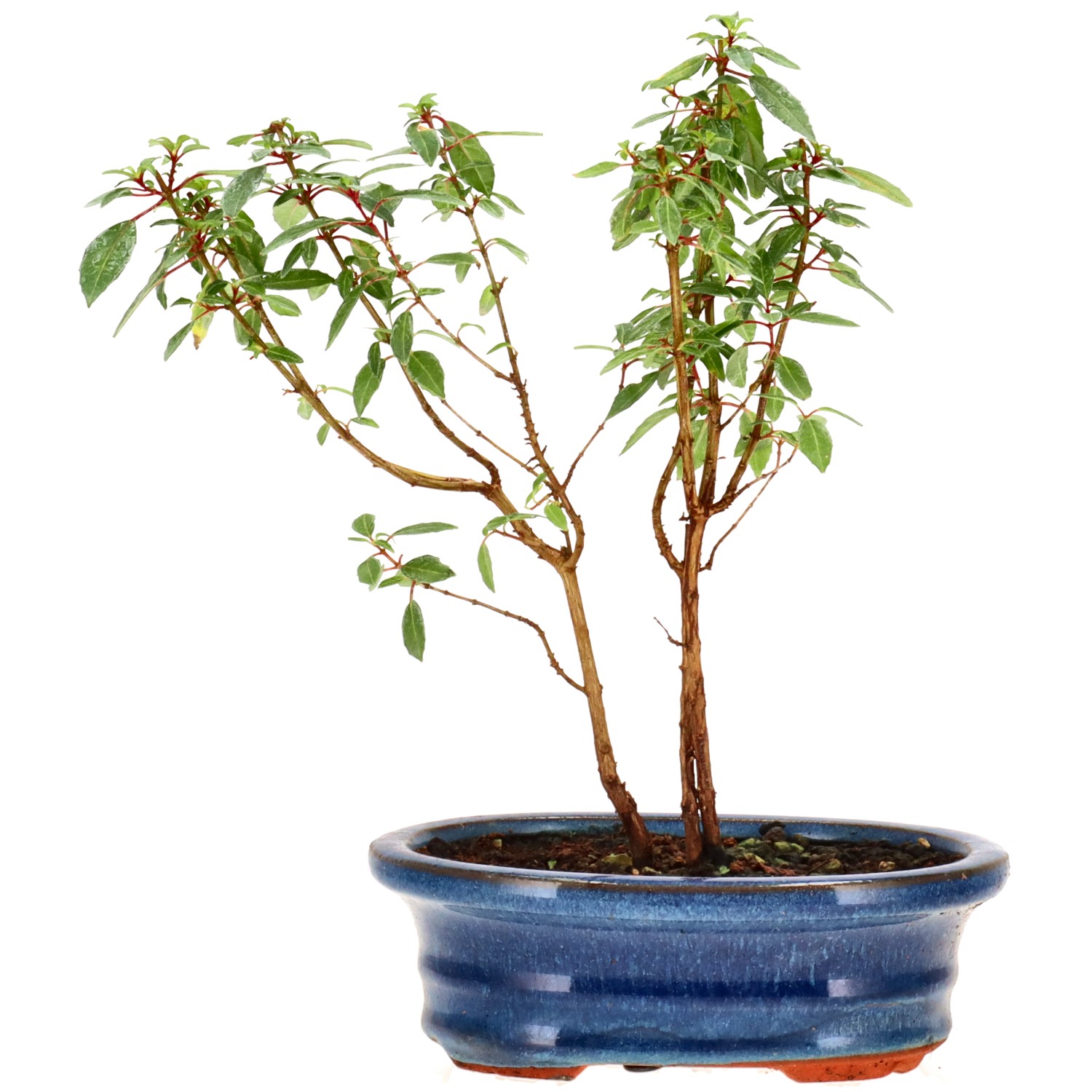 Fuchsia, approx. 2 y. (18 cm)