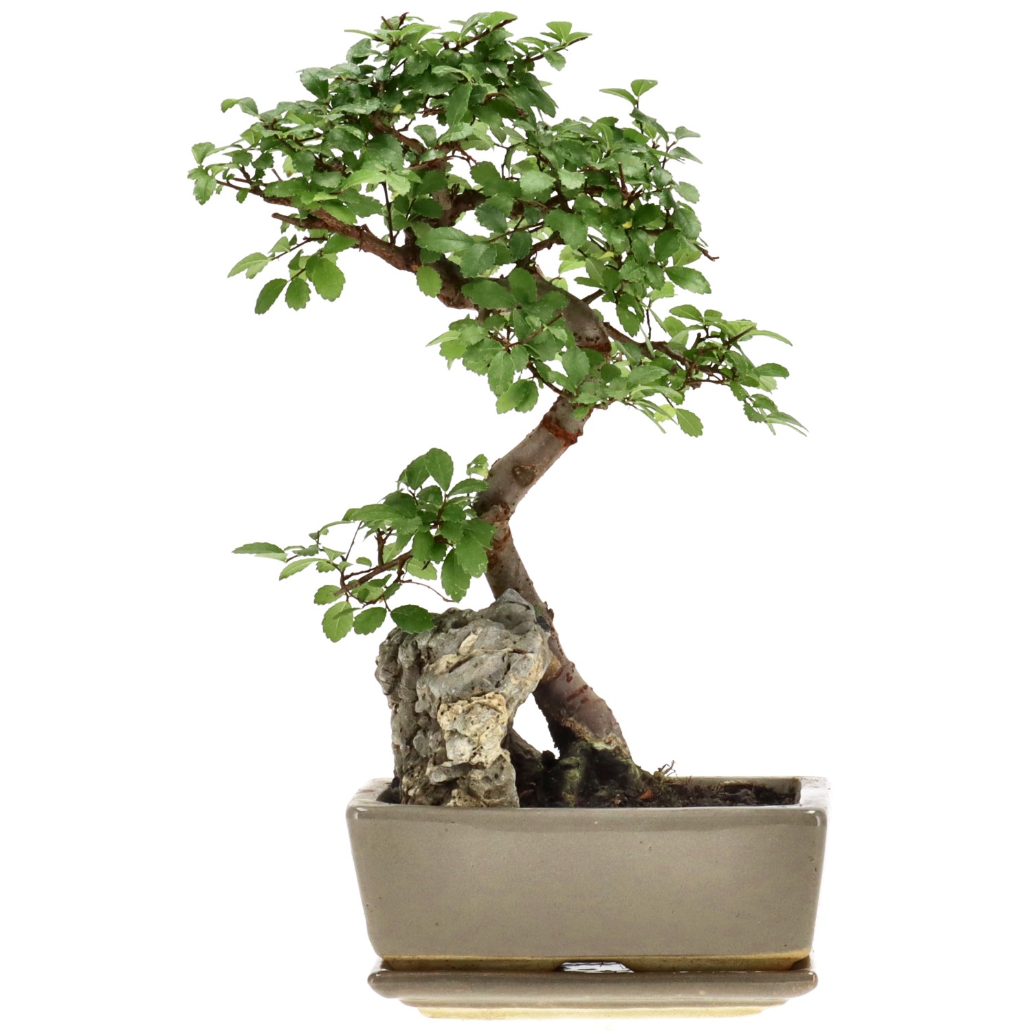 Chin. Ulme, mU., ca. 8 J. (24 cm)