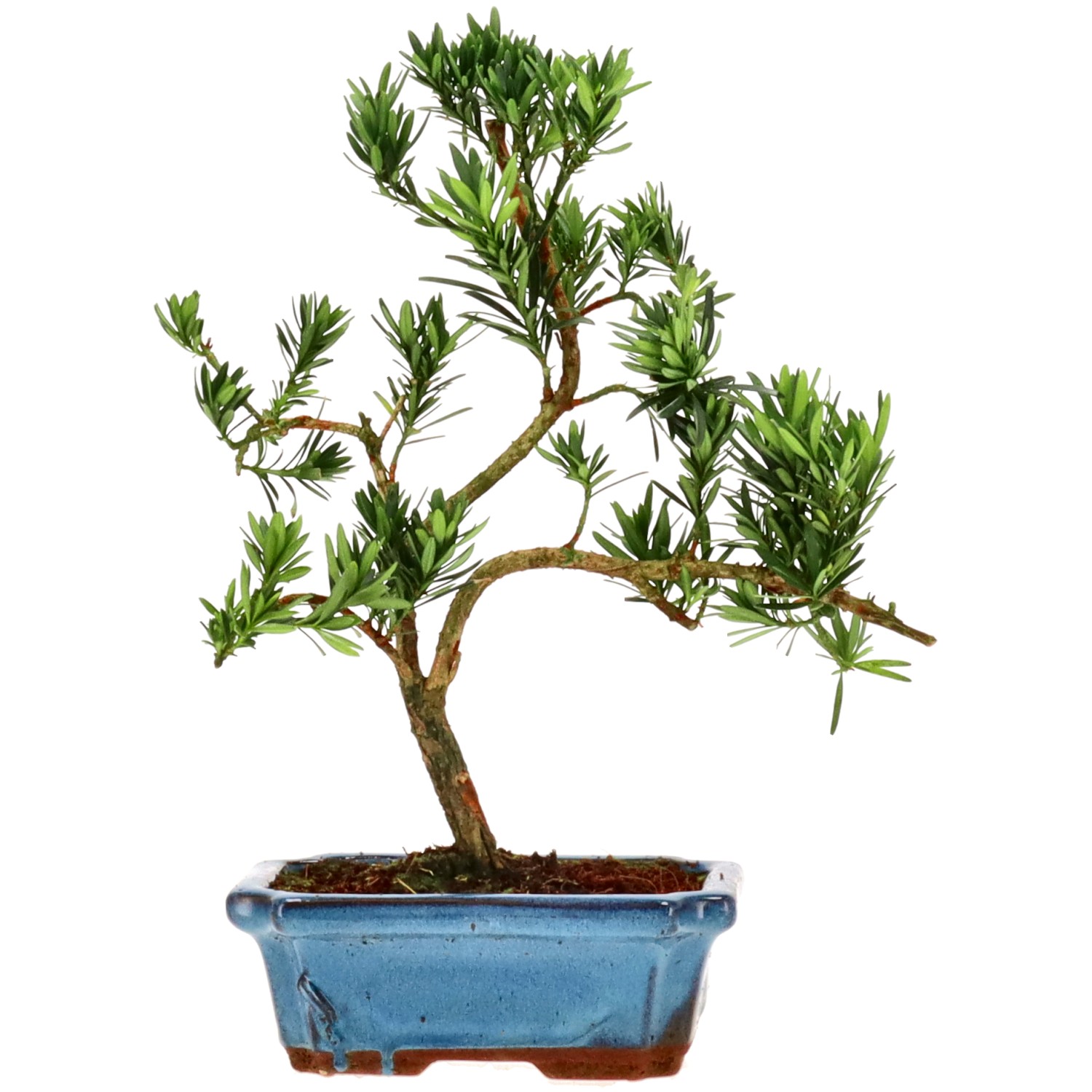 Pino cinese, ca. 9 anni (30 cm)