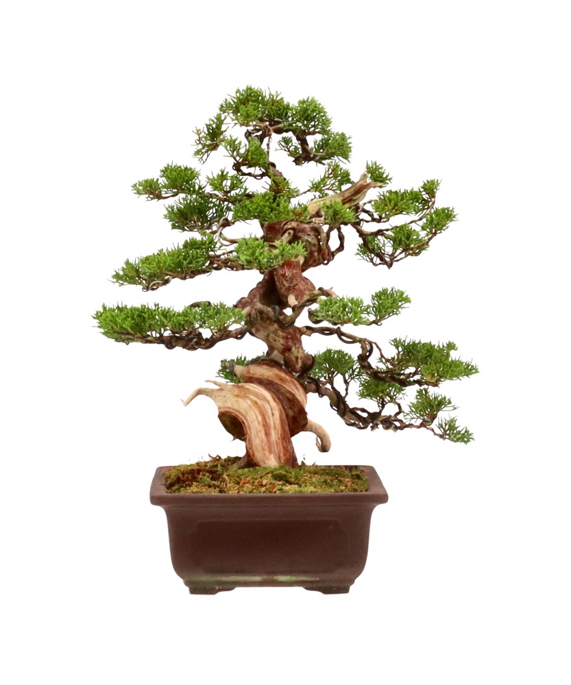 bonsai.fallbackImageTitle bonsai.fallbackImageTitle