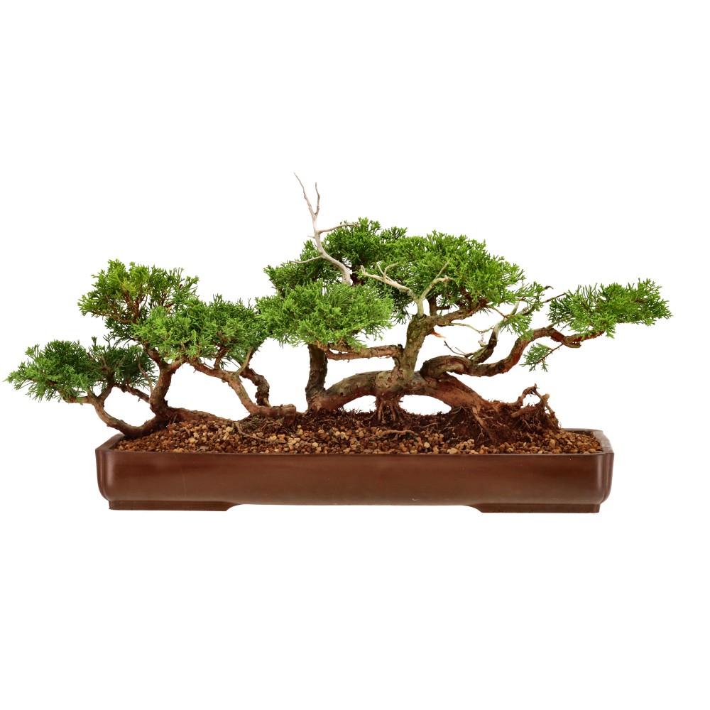 Chin. Wacholder, ca. 35 J. (30 cm)