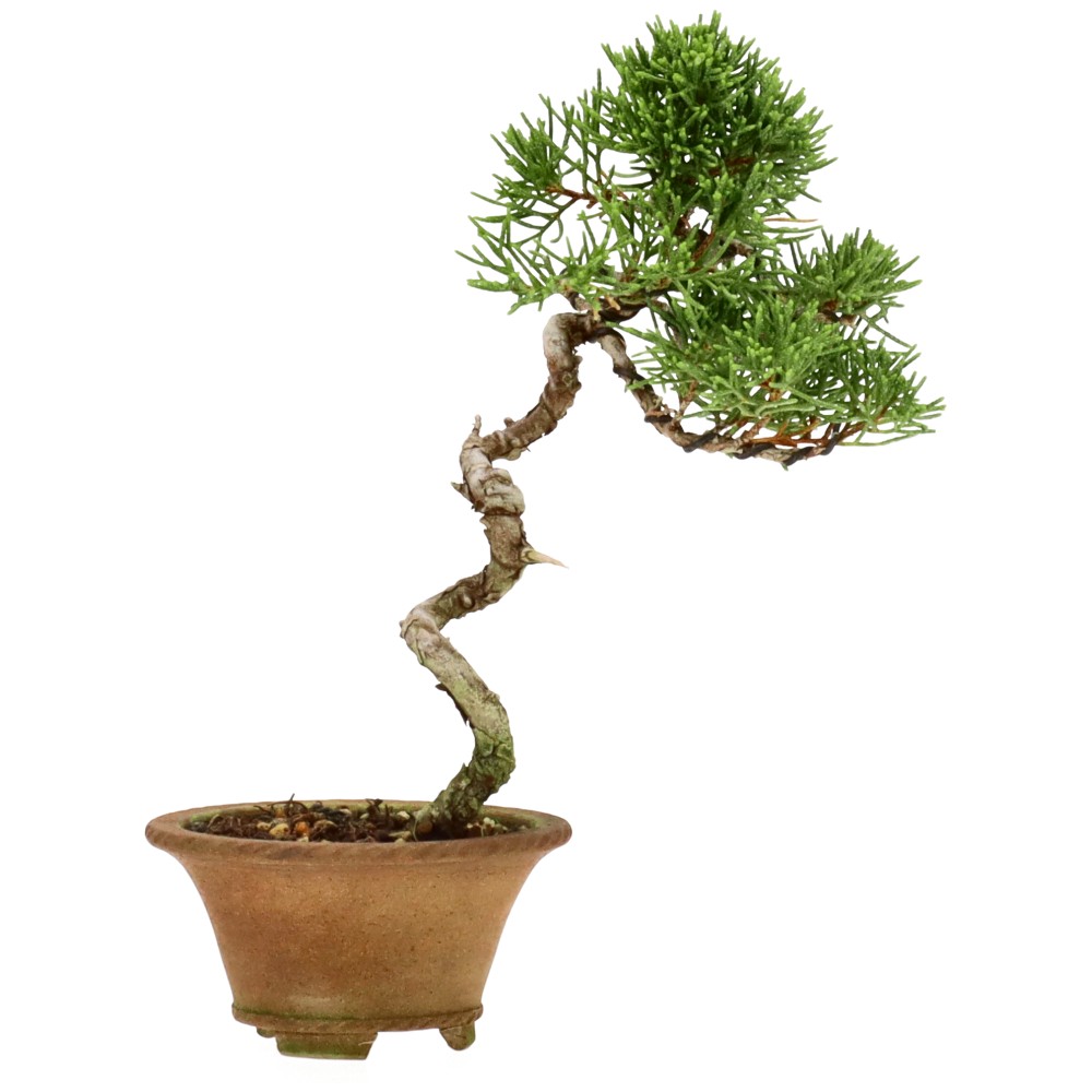 bonsai.fallbackImageTitle bonsai.fallbackImageTitle