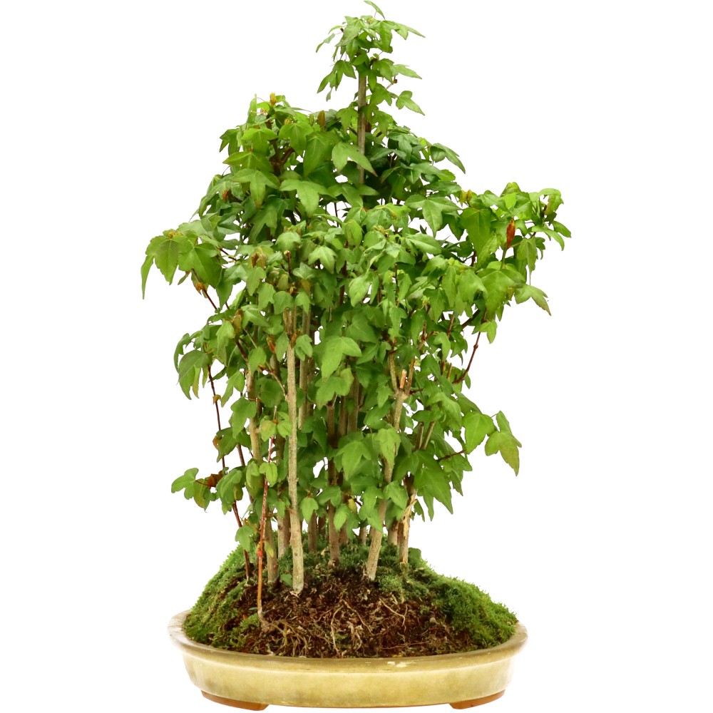Érable trident, env. 5 ans (37 cm)