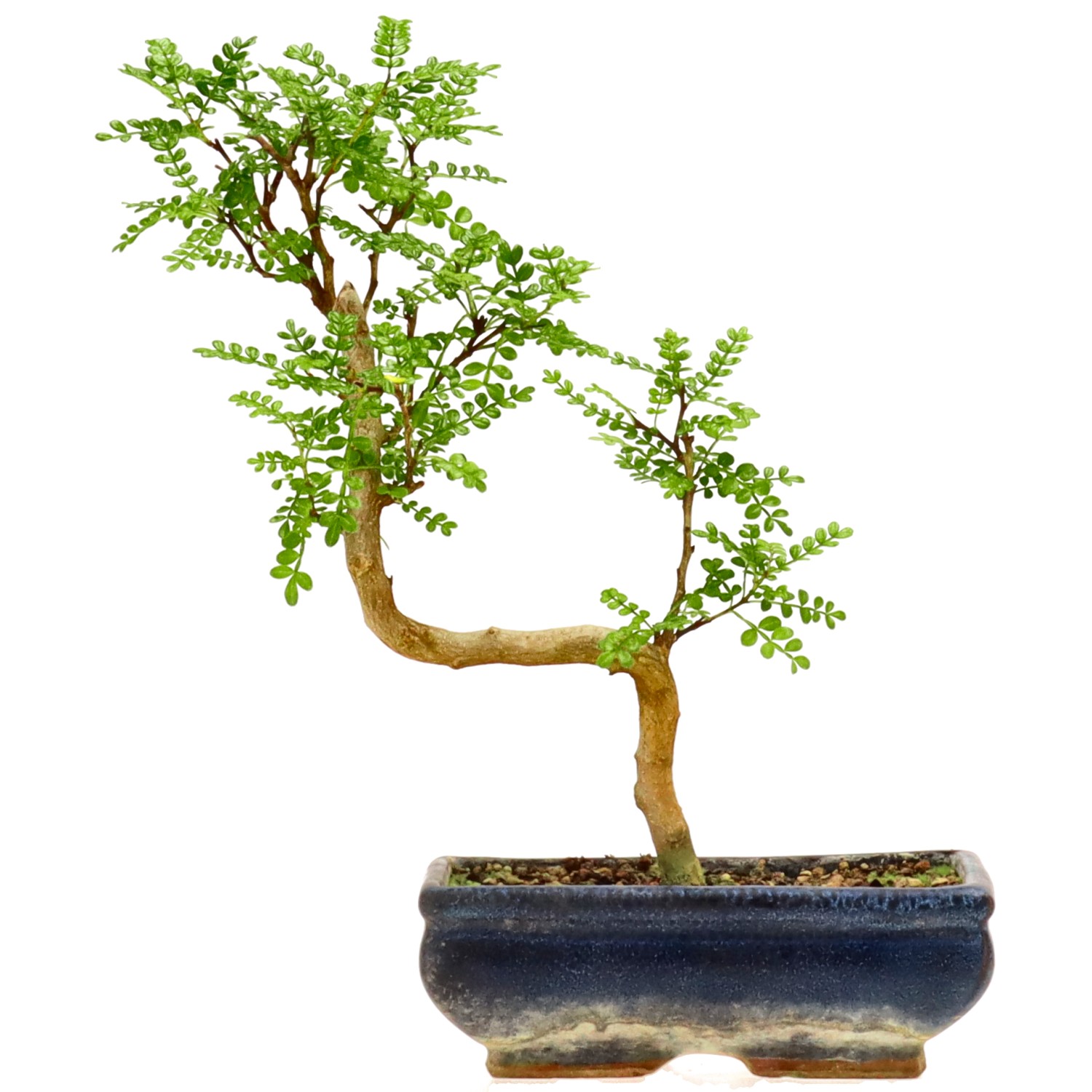 Pimienta de Sichuán, aprox. 9 años (28 cm)