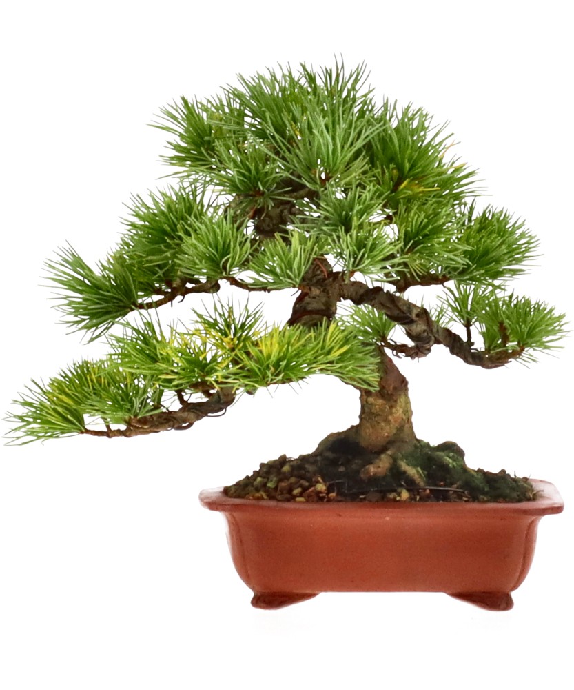 bonsai.fallbackImageTitle bonsai.fallbackImageTitle