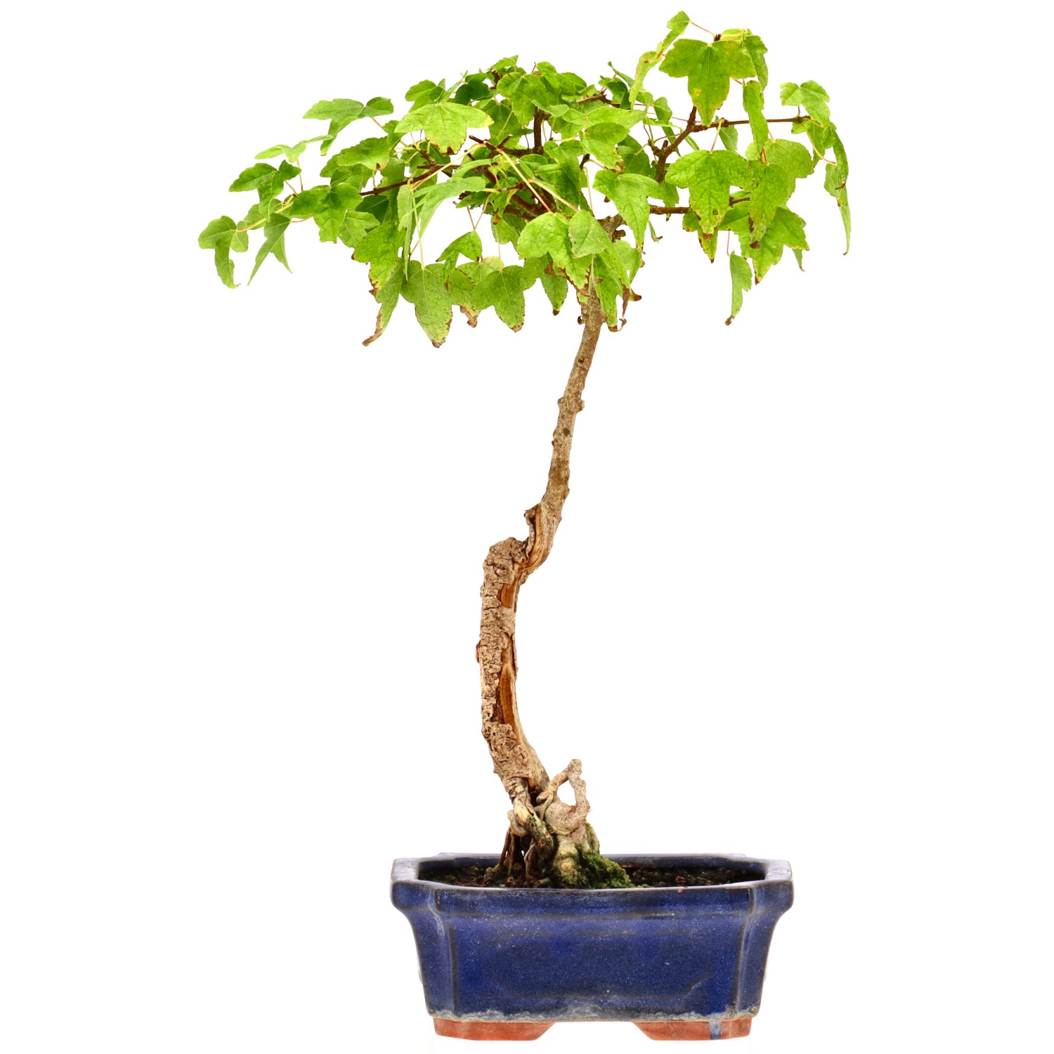 Trident Maple, approx. 6 y. (32 cm)