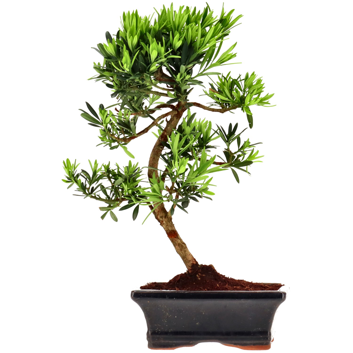 Chin. Steineibe, ca. 7 J. (27 cm)