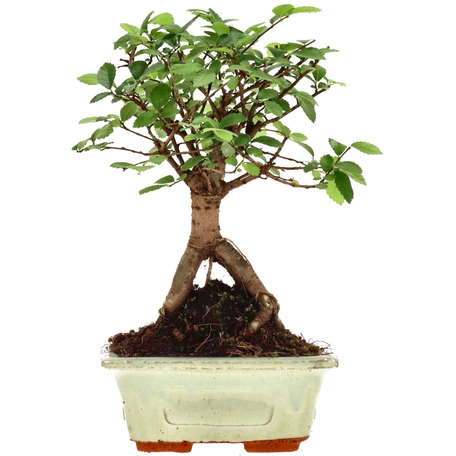 Chin. Ulme, ca. 6 J. (18 cm)