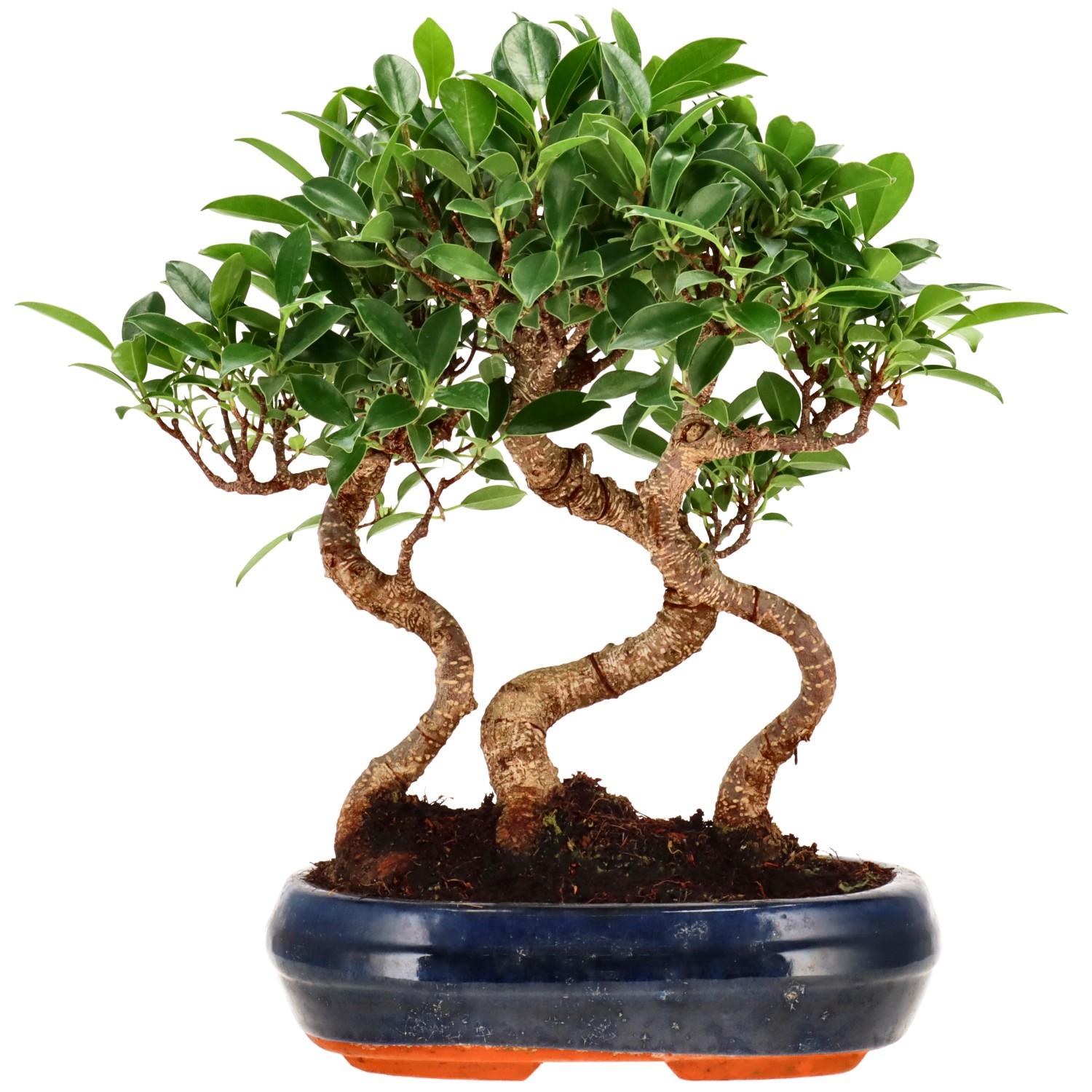 Ficus Retusa, aprox. 8 años (30 cm)