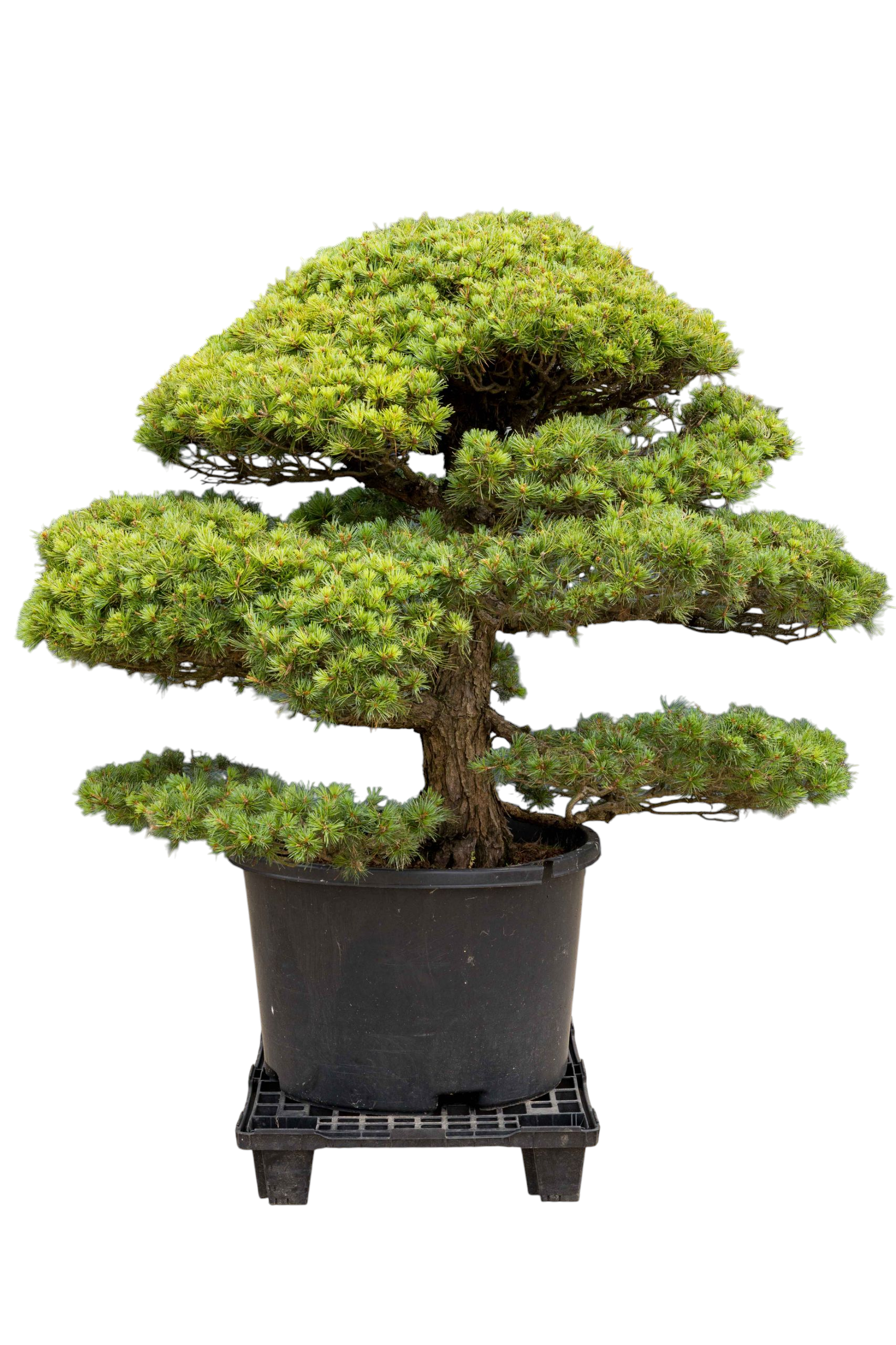 bonsai.fallbackImageTitle