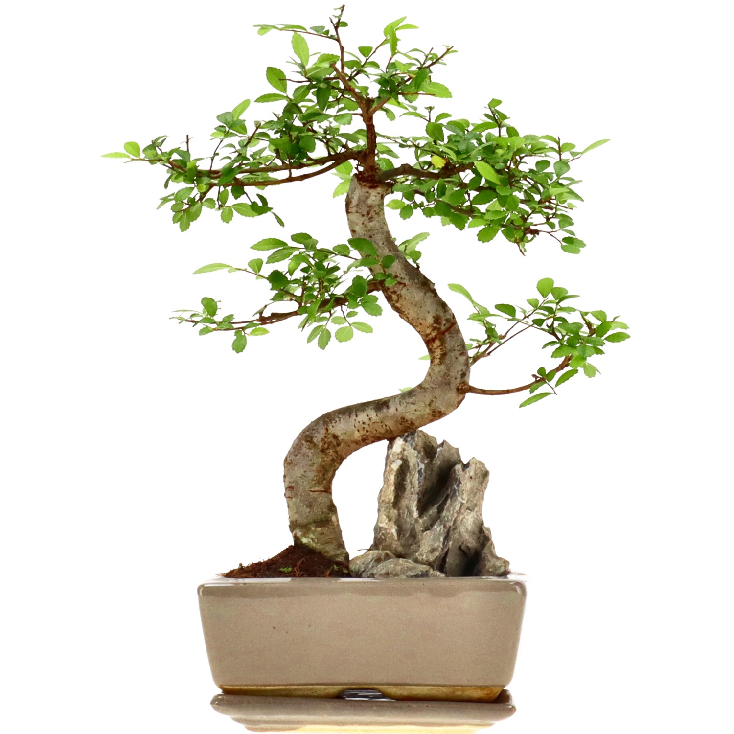 Chin. Ulme, mU., ca. 8 J. (26 cm)