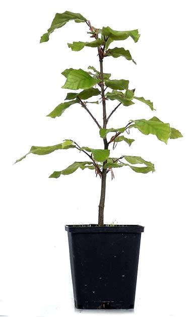 Fagus sylvatica, ca. 2 anni (15-25 cm)