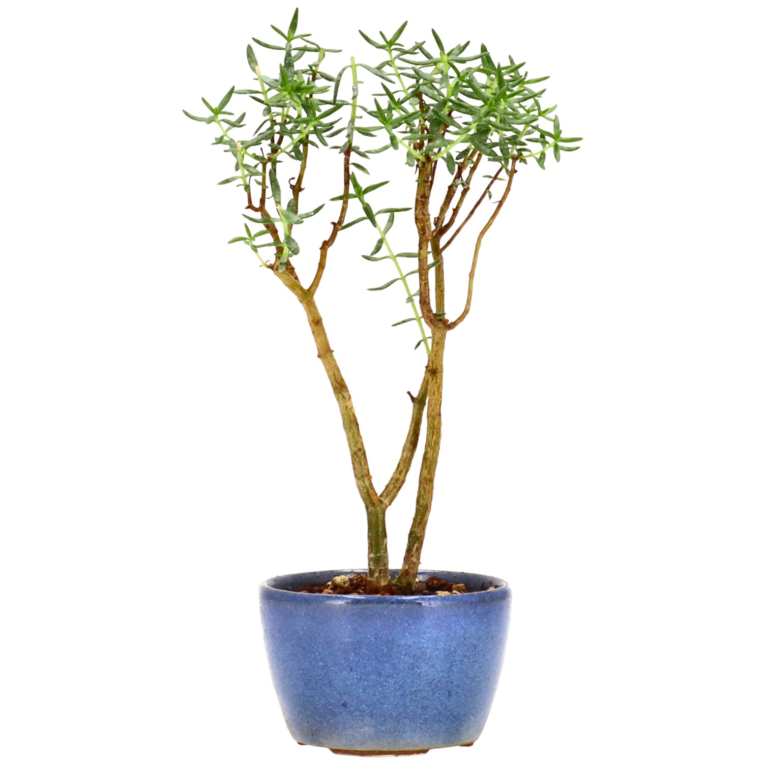 Albero di giada, ca. 2 anni (17 cm)