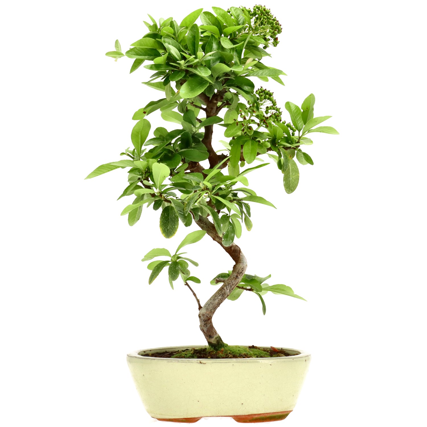 Pyracantha coccinea, env. 7 ans (37 cm)
