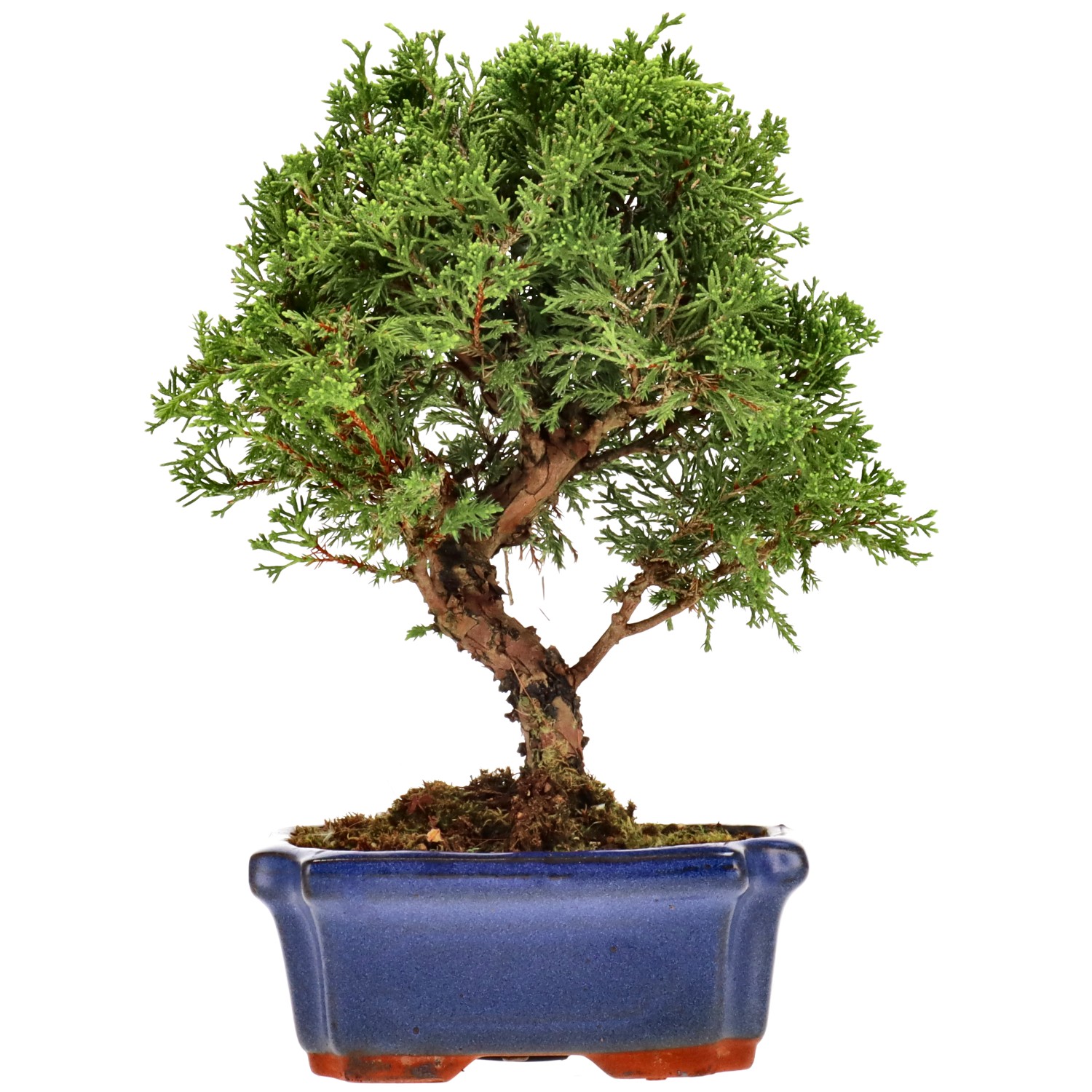 Chin. Wacholder, ca. 10 J. (22 cm)