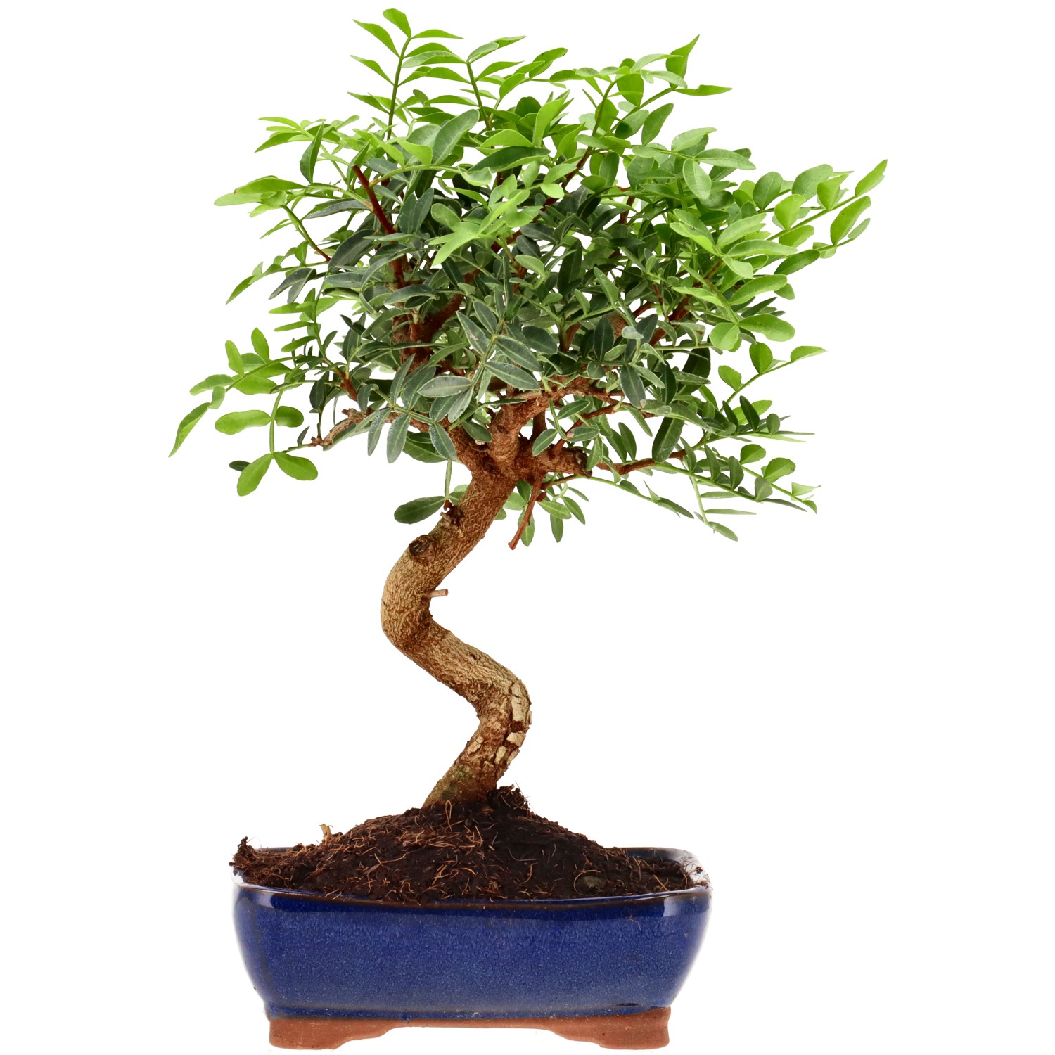Pistacia vera, ca. 8 anni (26 cm)