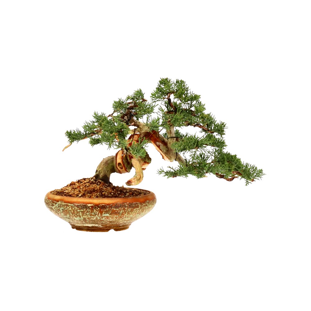 bonsai.fallbackImageTitle bonsai.fallbackImageTitle