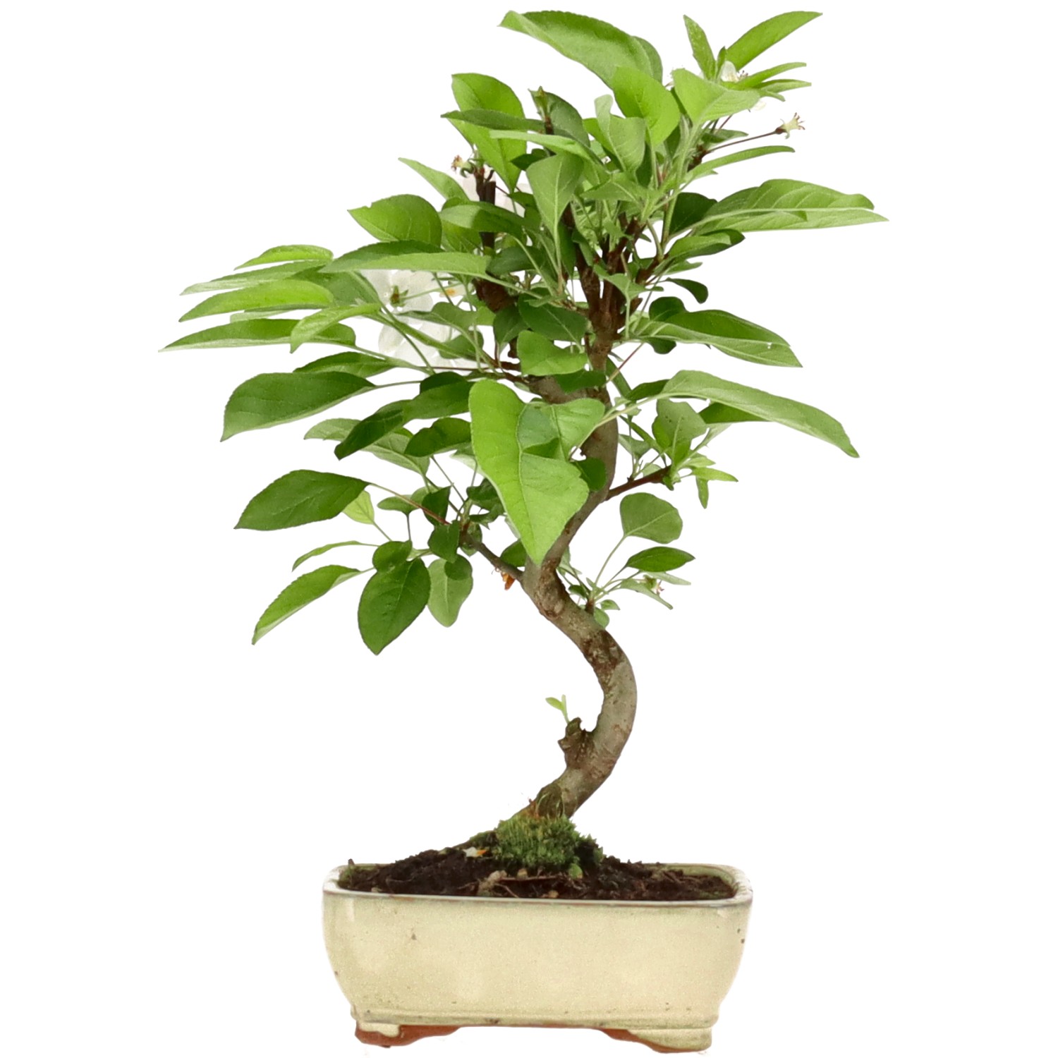 Malus sp., ca. 7 anni (32 cm)